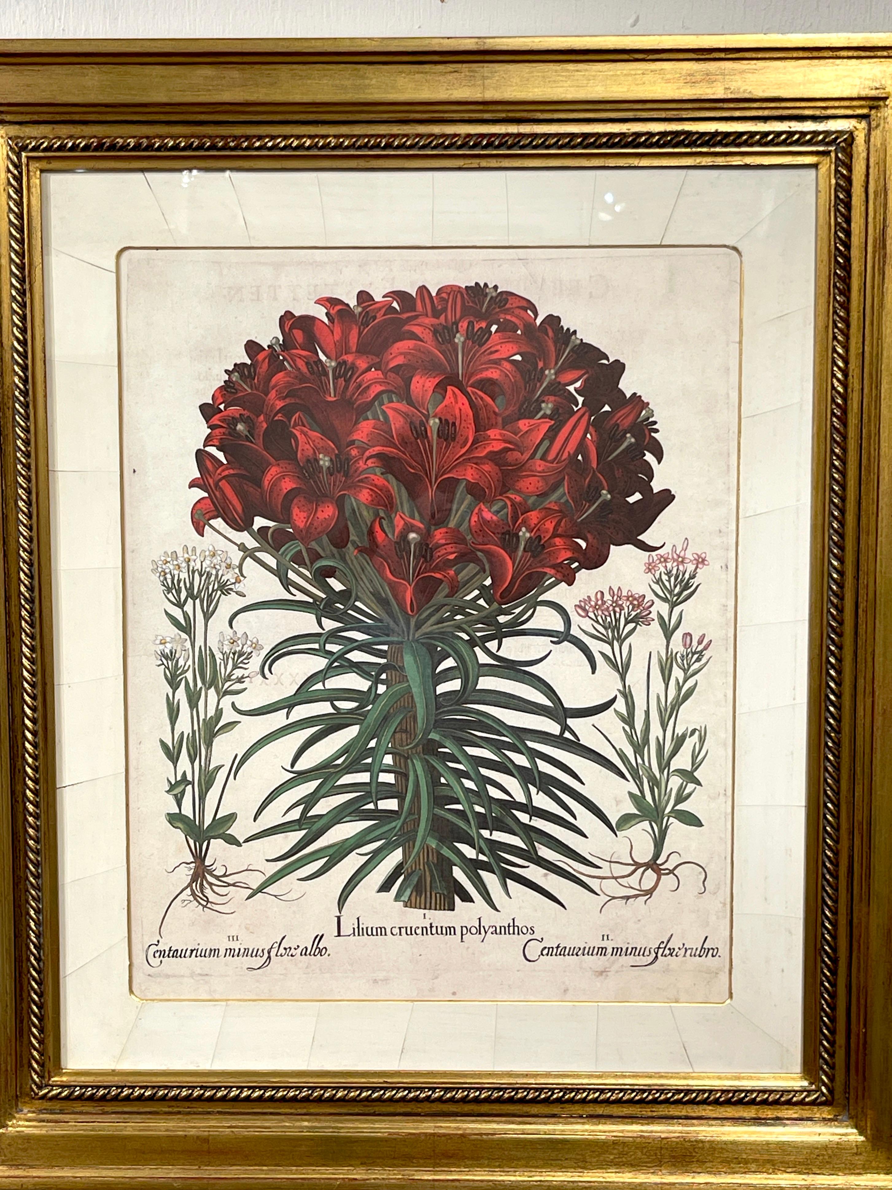 Baroque 4 Antique Basilius Besler Botanical Prints Framed Custom Parchment Mats