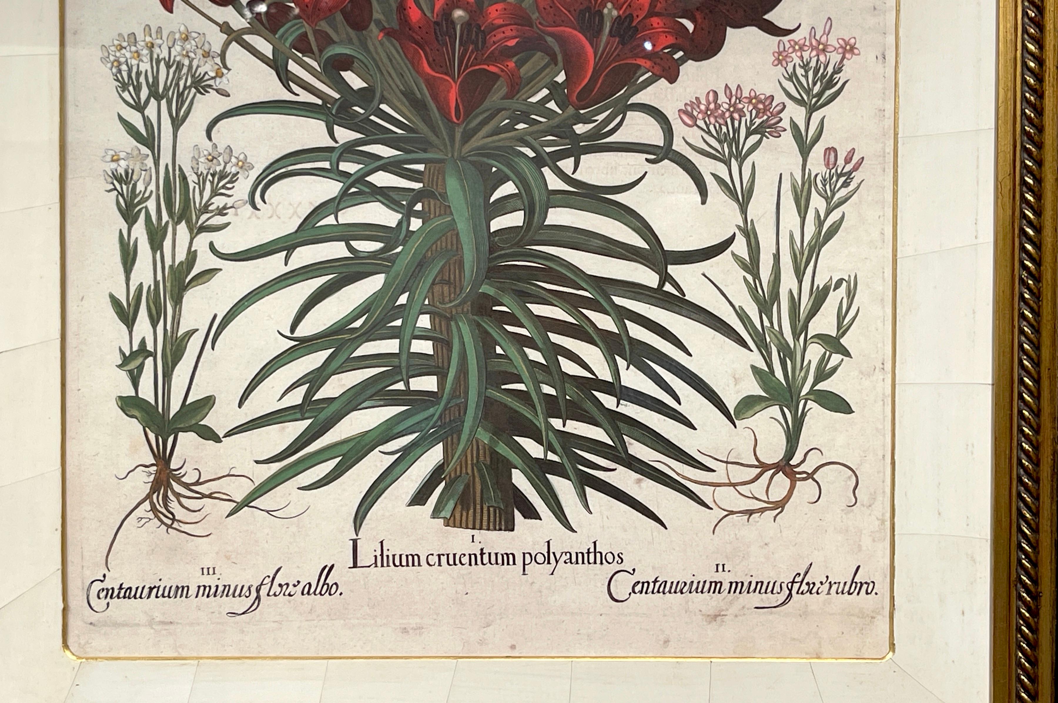 German 4 Antique Basilius Besler Botanical Prints Framed Custom Parchment Mats For Sale