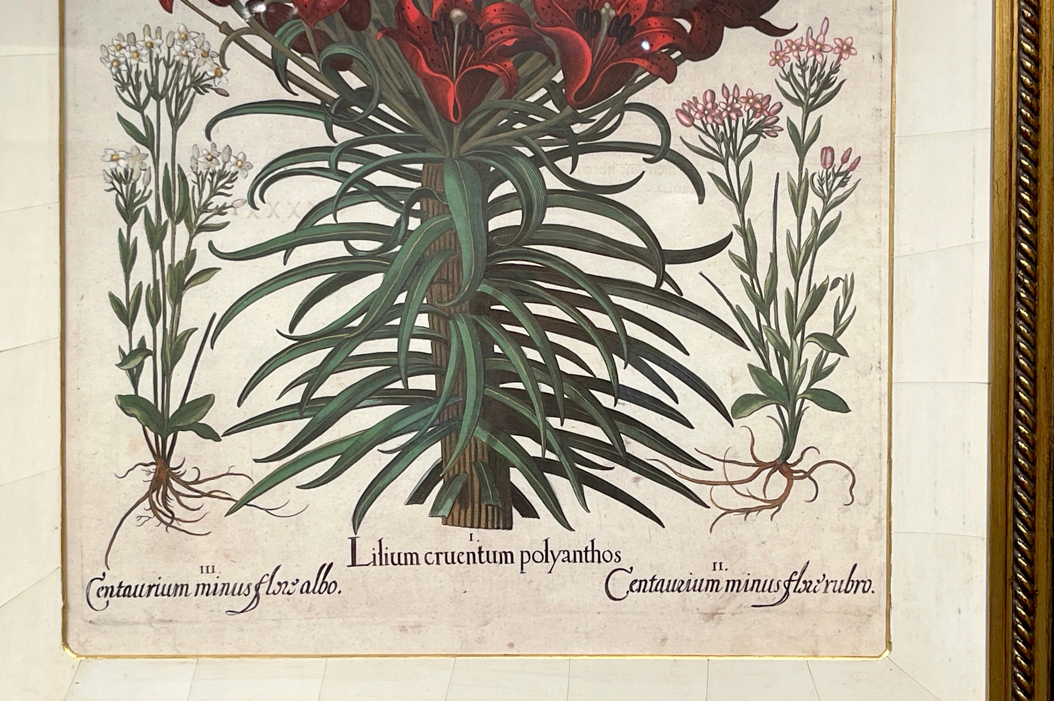 German 4 Antique Basilius Besler Botanical Prints Framed Custom Parchment Mats