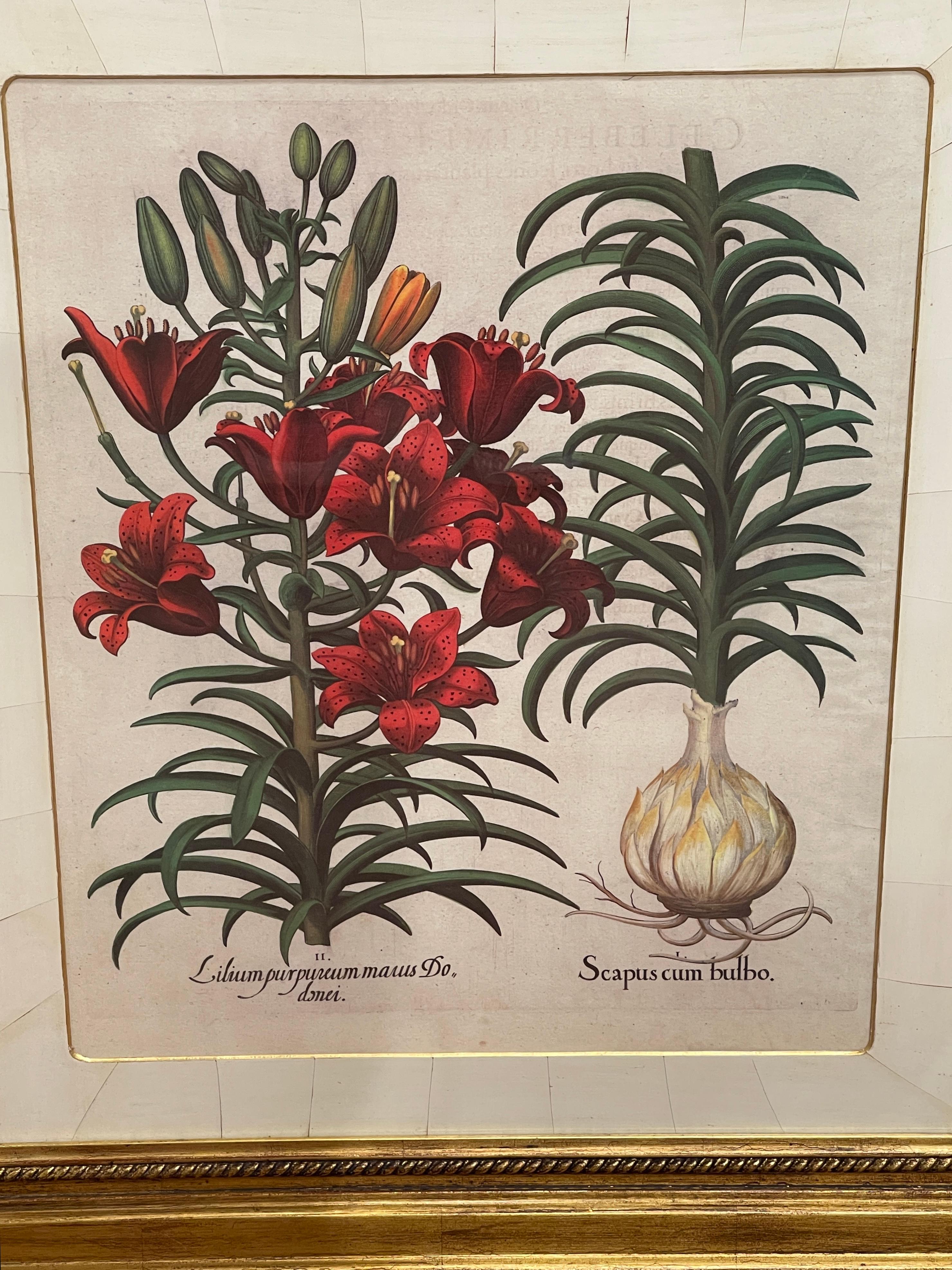 Engraved 4 Antique Basilius Besler Botanical Prints Framed Custom Parchment Mats