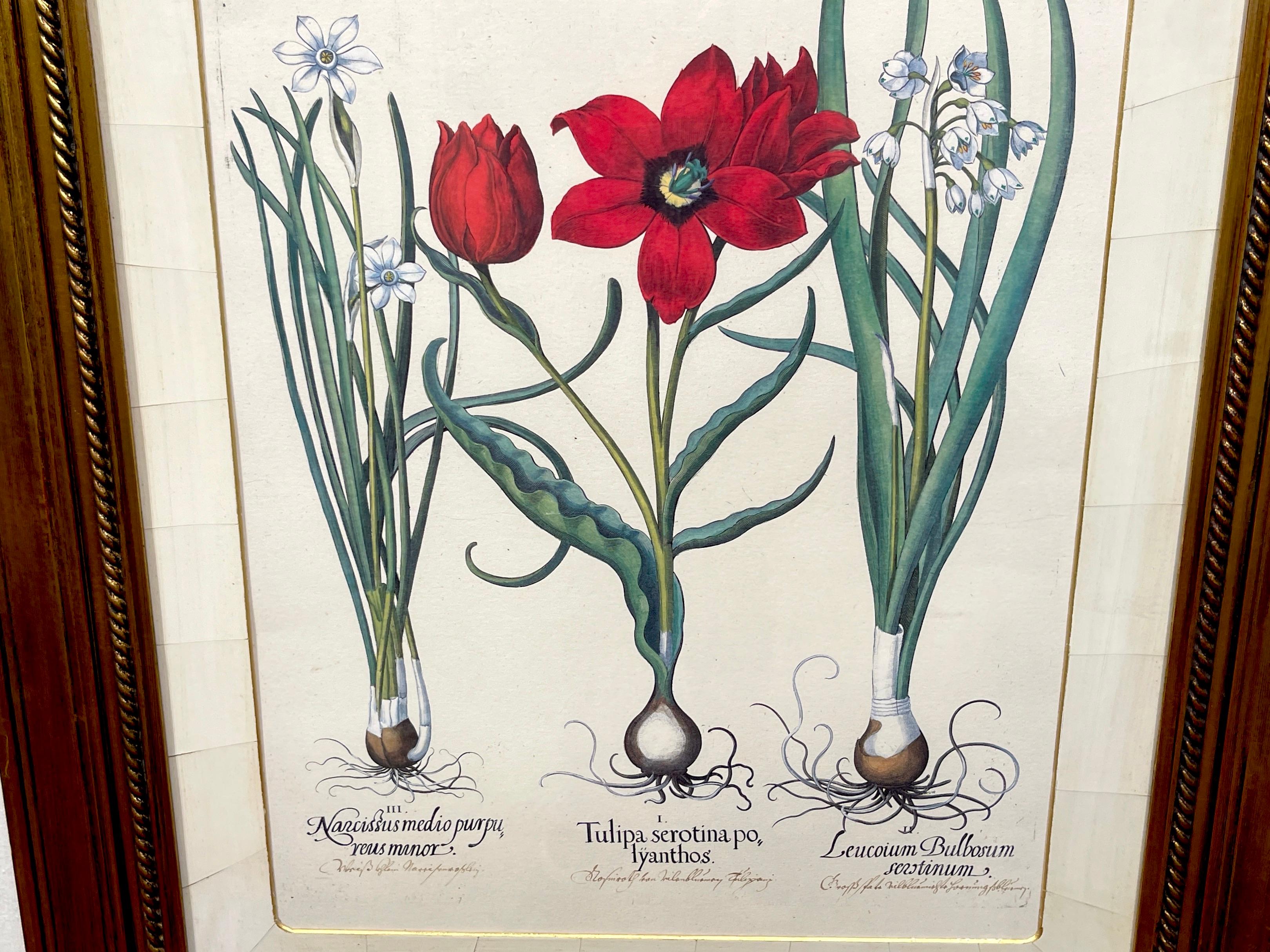 4 Antique Basilius Besler Botanical Prints Framed Custom Parchment Mats In Good Condition For Sale In West Palm Beach, FL