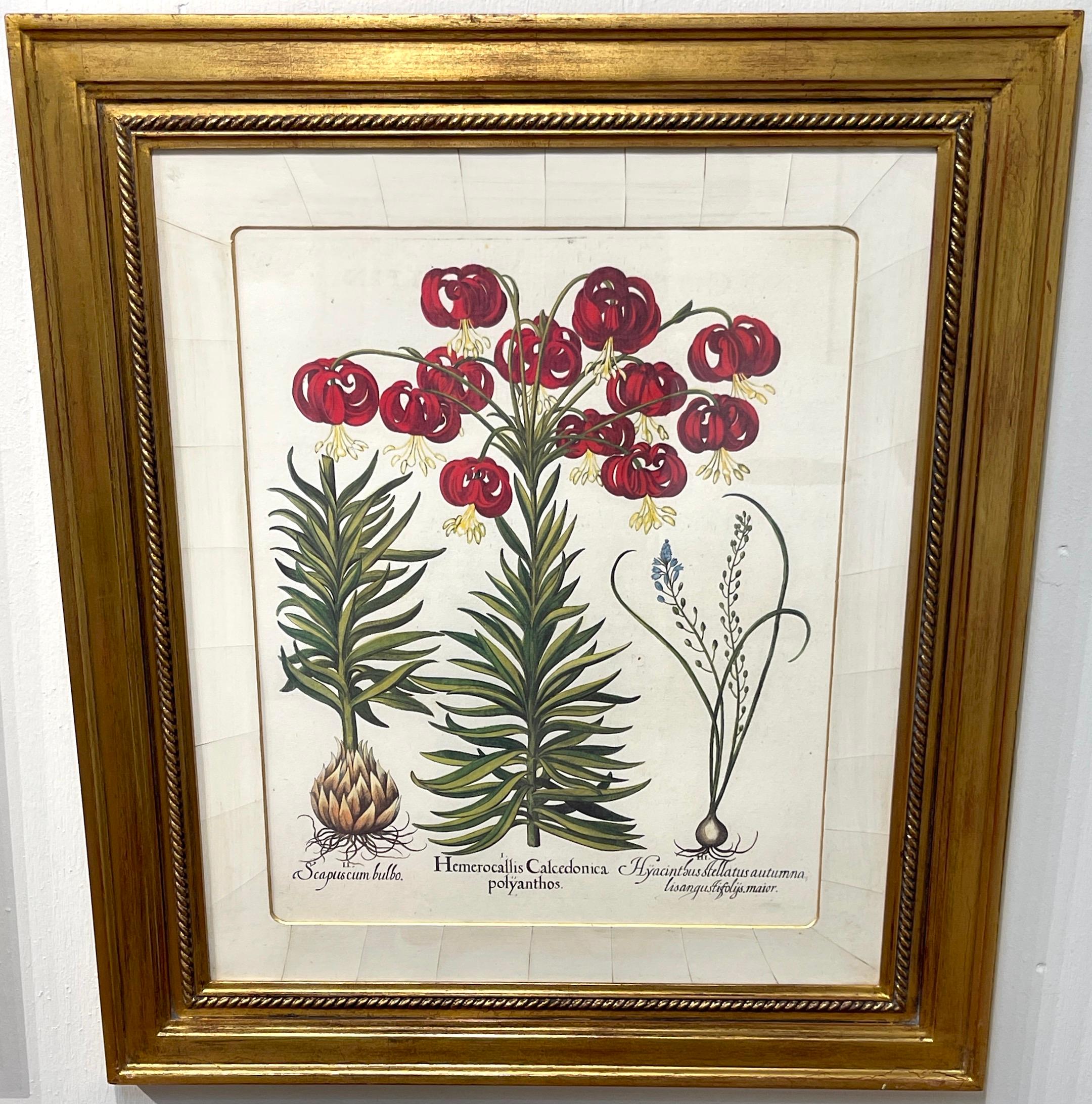 18th Century and Earlier 4 Antique Basilius Besler Botanical Prints Framed Custom Parchment Mats For Sale