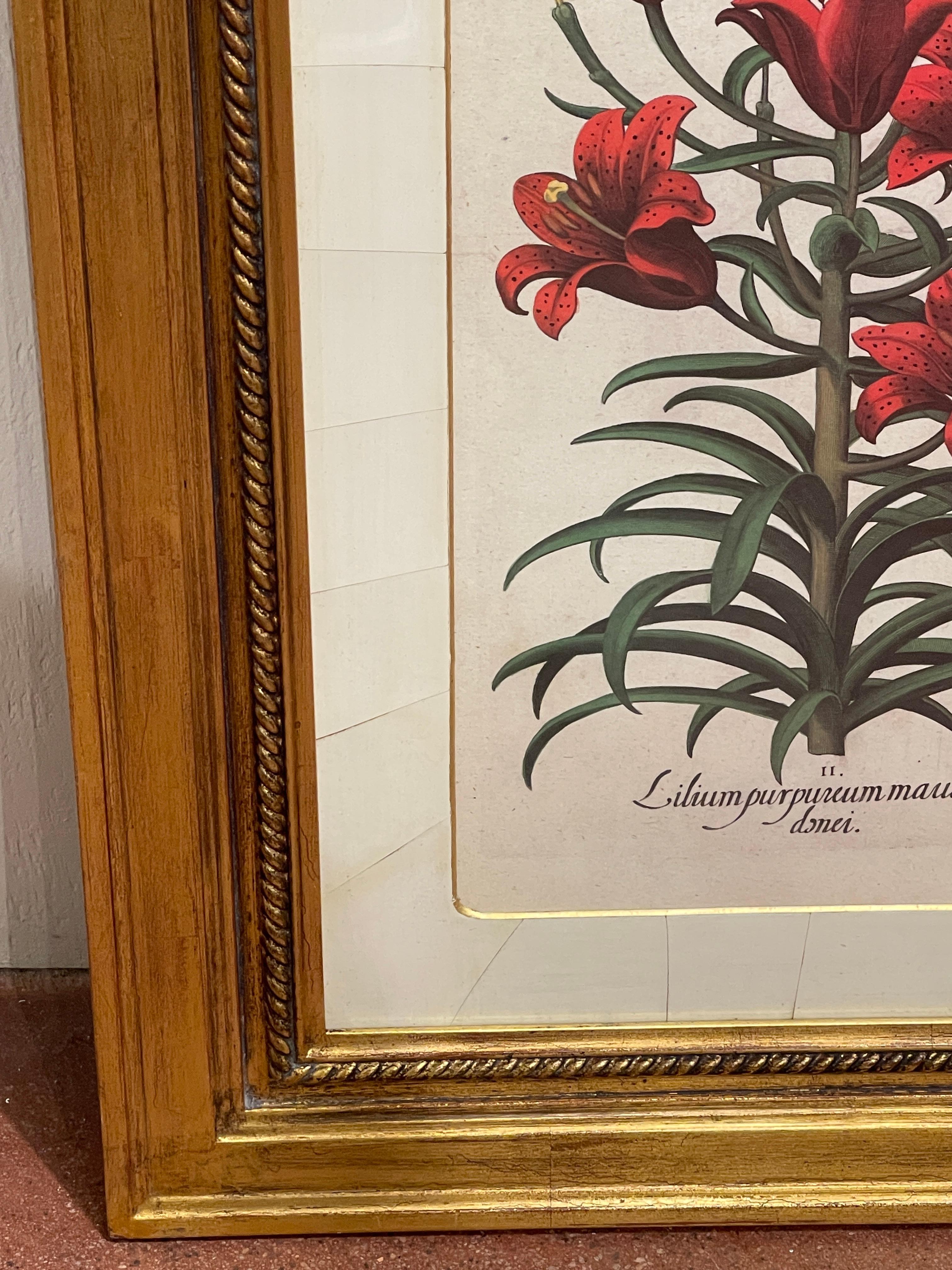 19th Century 4 Antique Basilius Besler Botanical Prints Framed Custom Parchment Mats