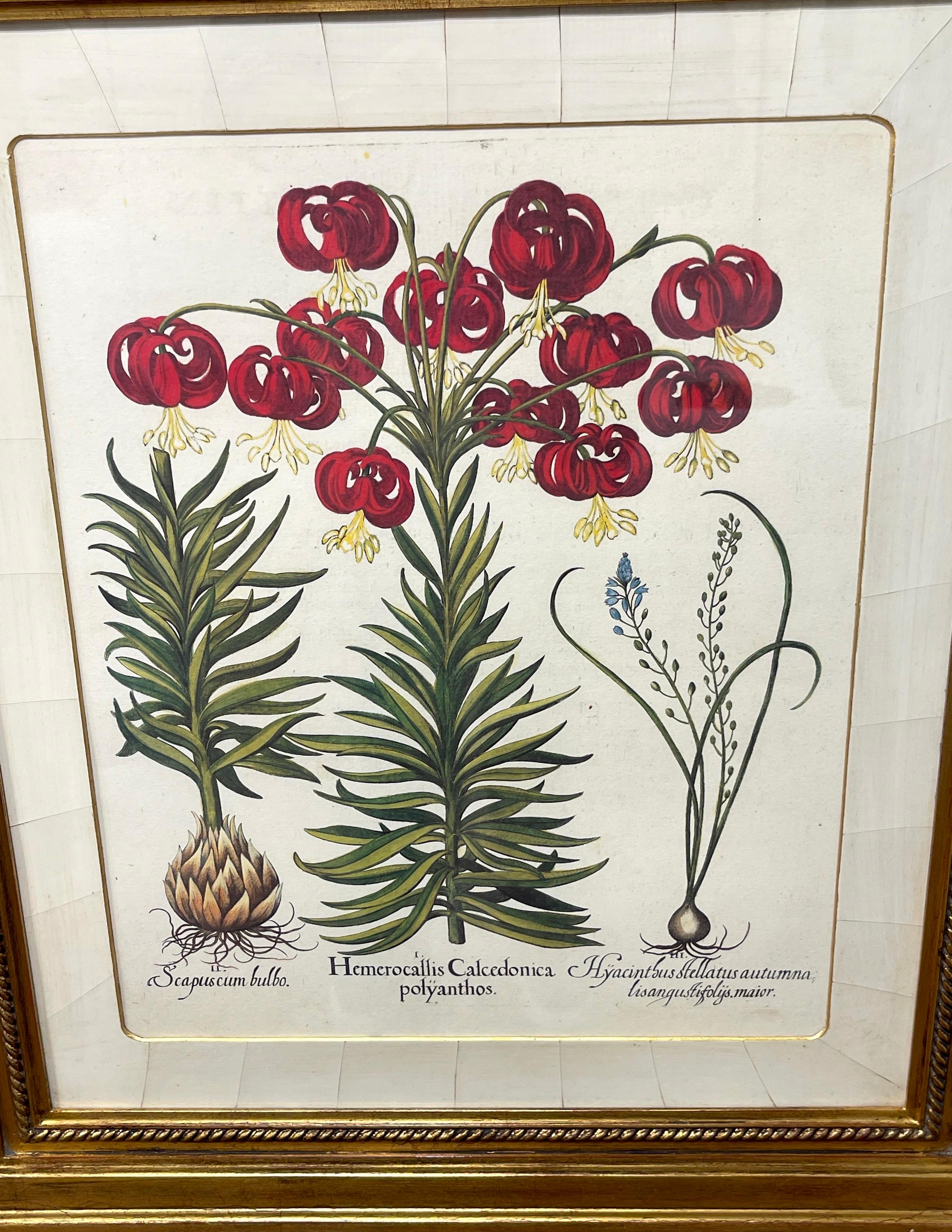 Glass 4 Antique Basilius Besler Botanical Prints Framed Custom Parchment Mats For Sale