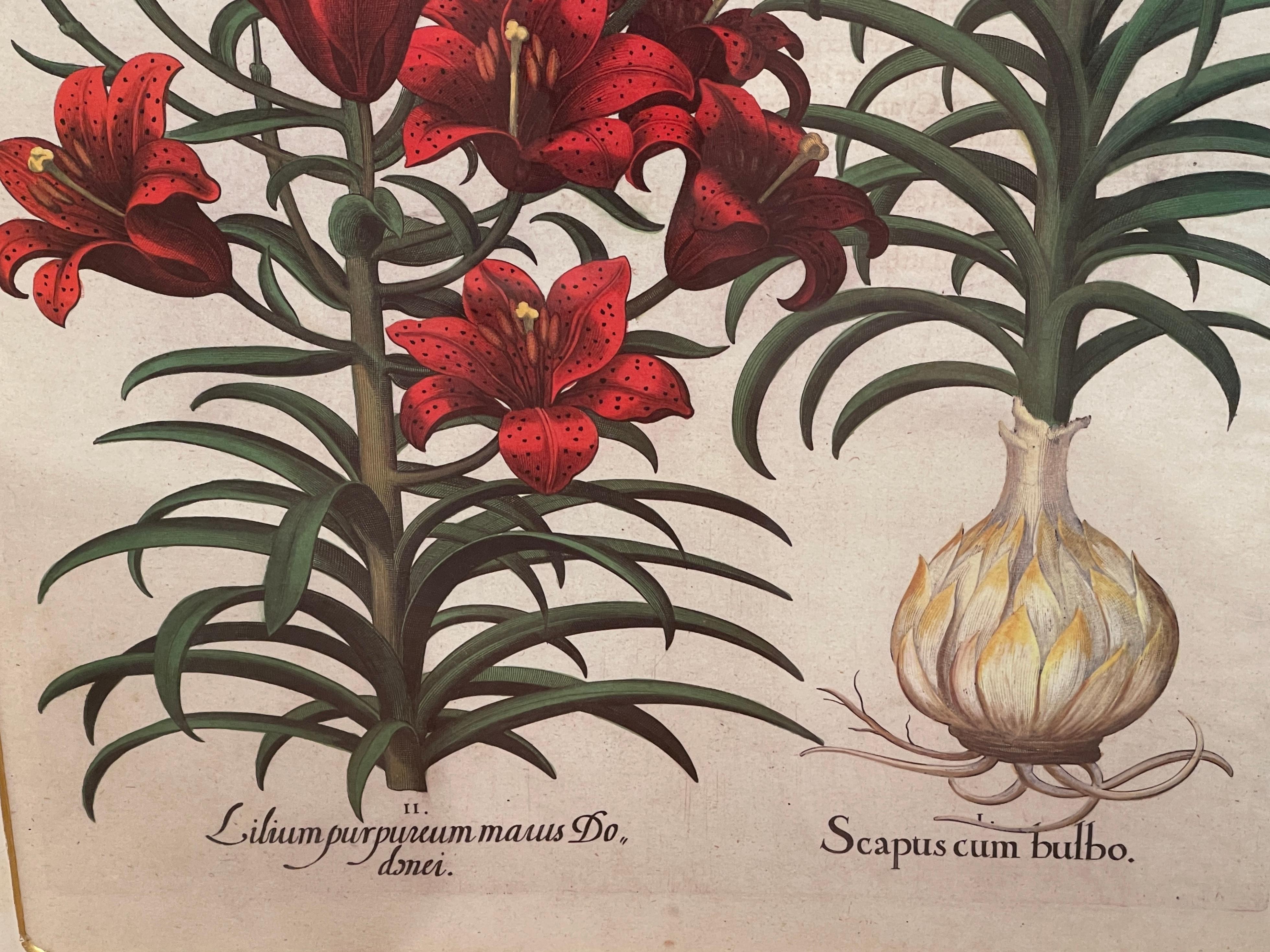 Glass 4 Antique Basilius Besler Botanical Prints Framed Custom Parchment Mats