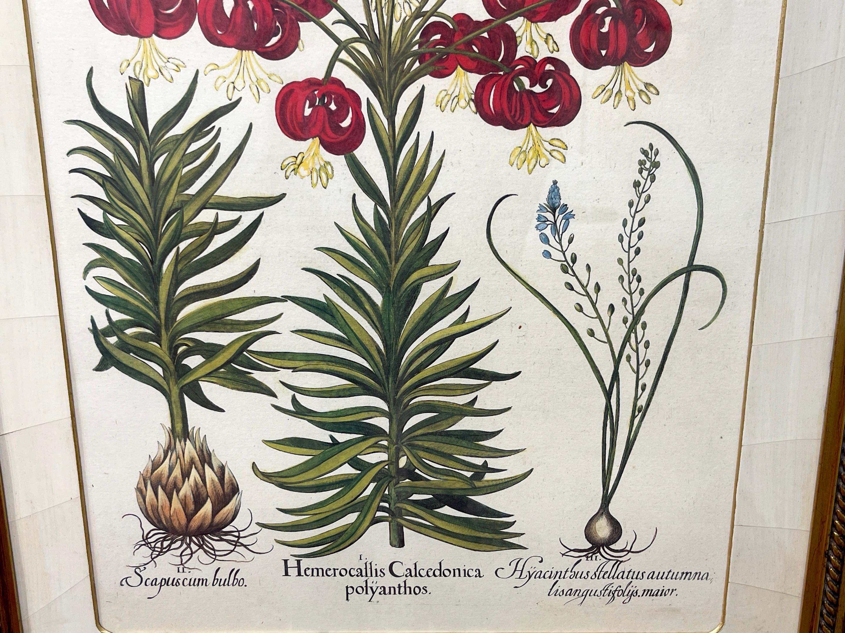 4 Antique Basilius Besler Botanical Prints Framed Custom Parchment Mats For Sale 1