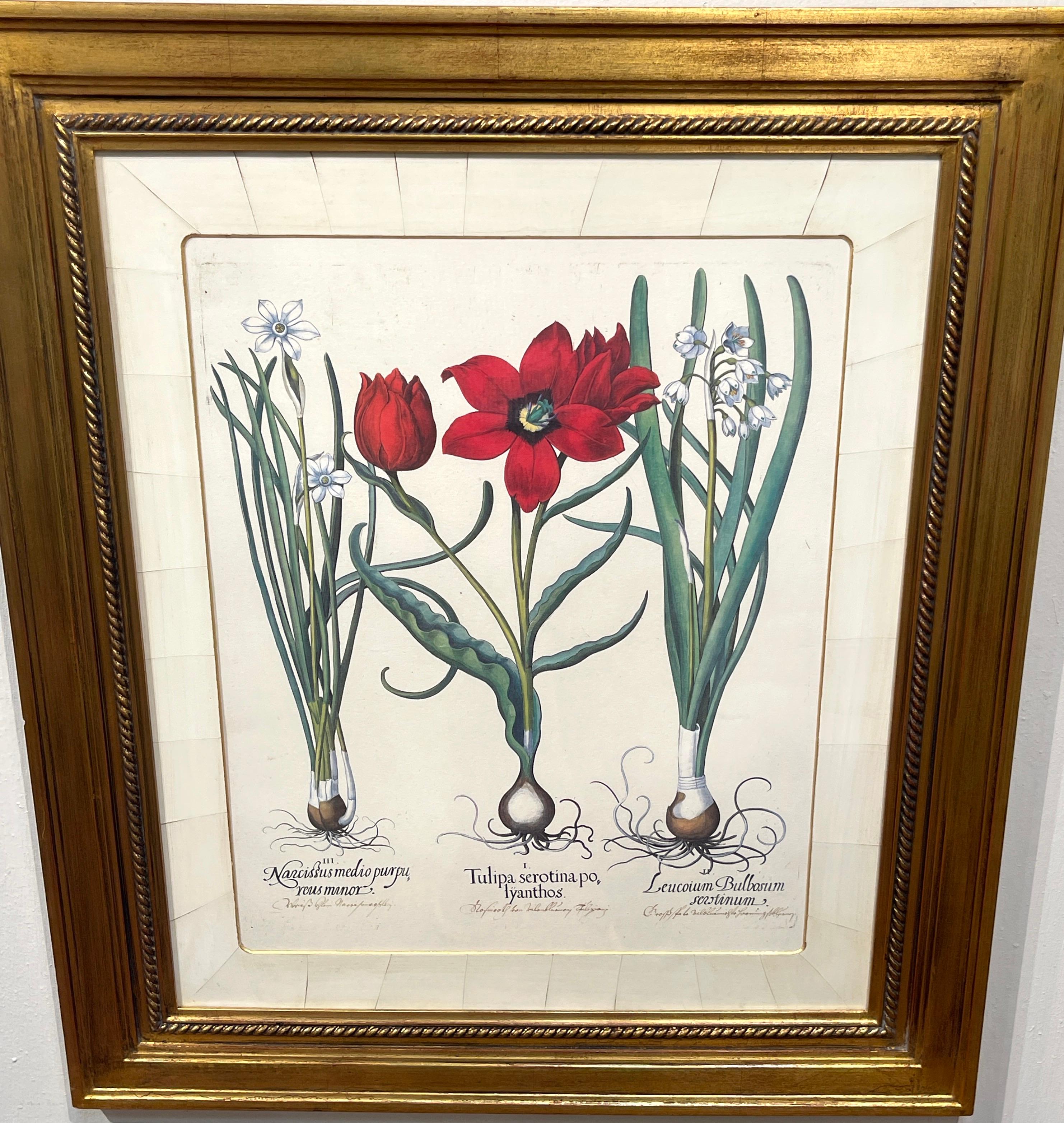 4 Antique Basilius Besler Botanical Prints Framed Custom Parchment Mats 1