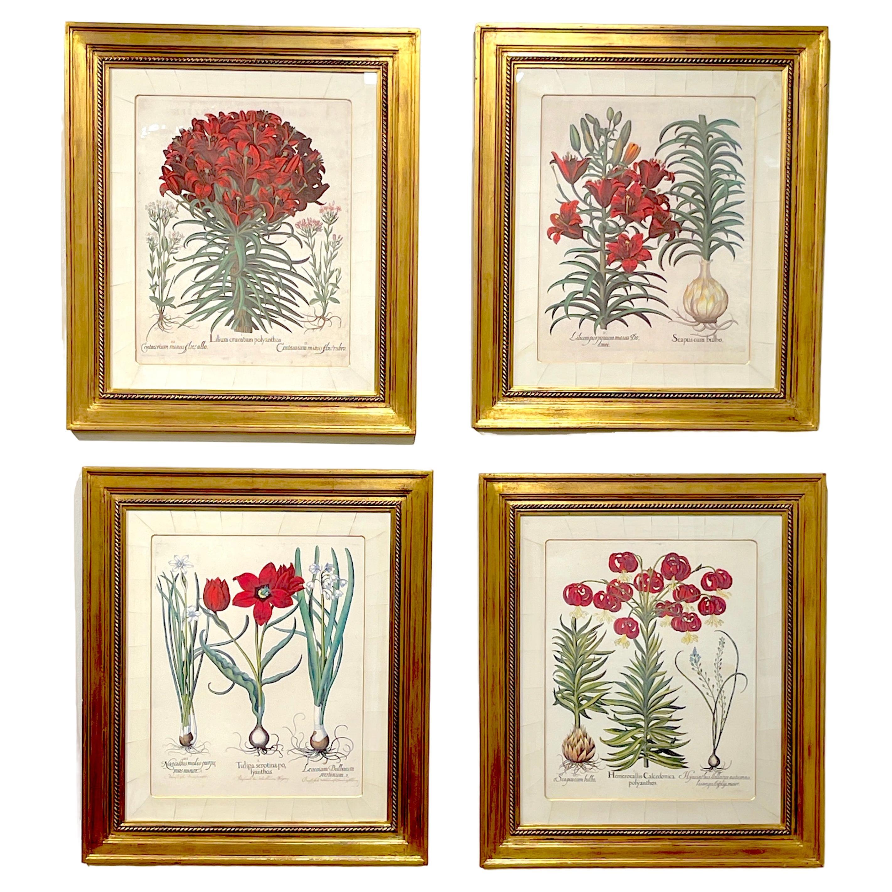 4 Antique Basilius Besler Botanical Prints Framed Custom Parchment Mats For Sale