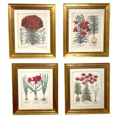 4 Antique Basilius Besler Botanical Prints Framed Custom Parchment Mats