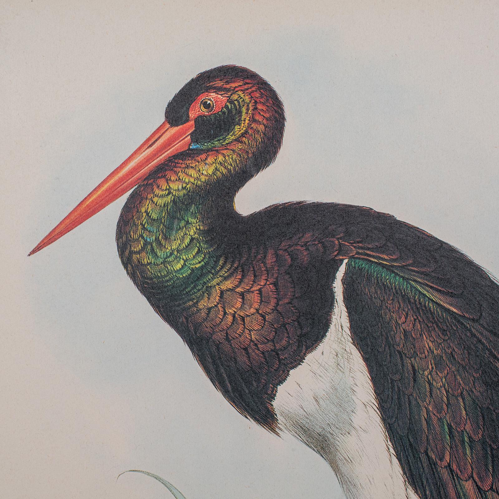 4 Antique Exotic Bird Prints, English, Framed Art, Avian Pictures, Edwardian For Sale 4