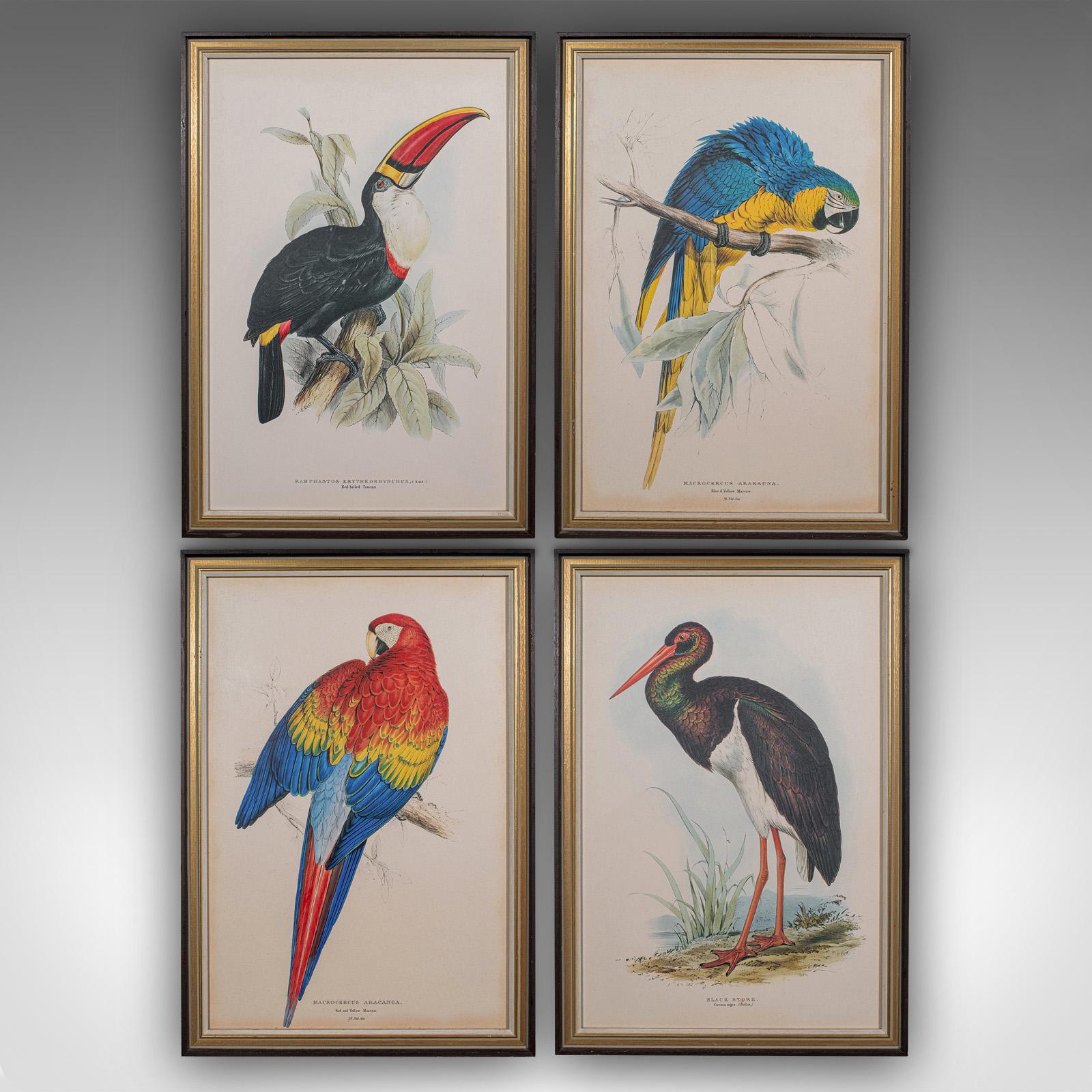 This is a quartet of antique exotic bird prints. An English, framed avian nature study, dating to the Edwardian period, circa 1910.

Superb ornithological prints, with fine detail and appealing colour
Displaying a desirable aged patina and in good
