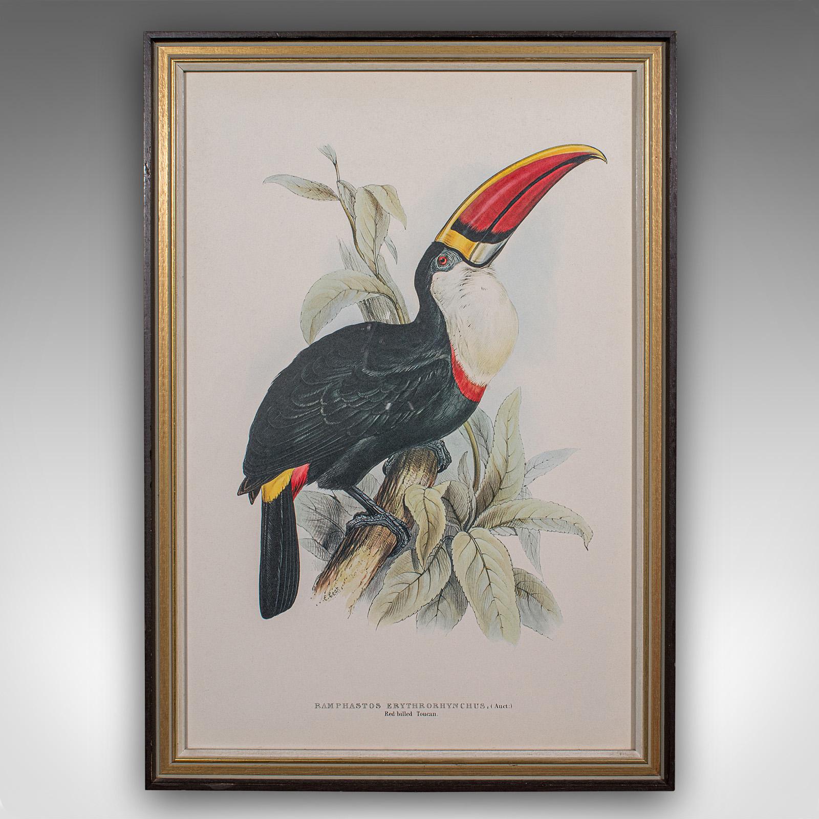 British 4 Antique Exotic Bird Prints, English, Framed Art, Avian Pictures, Edwardian For Sale