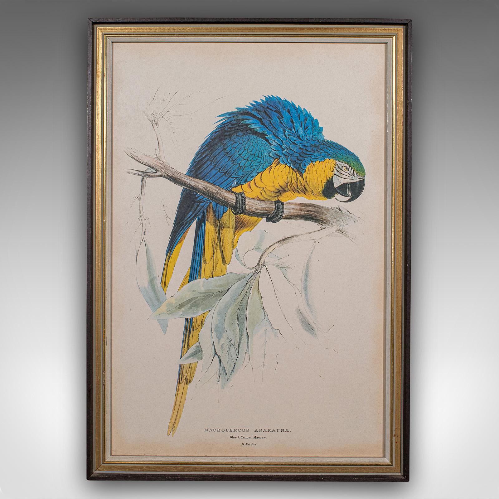 4 Antique Exotic Bird Prints, English, Framed Art, Avian Pictures, Edwardian In Good Condition For Sale In Hele, Devon, GB