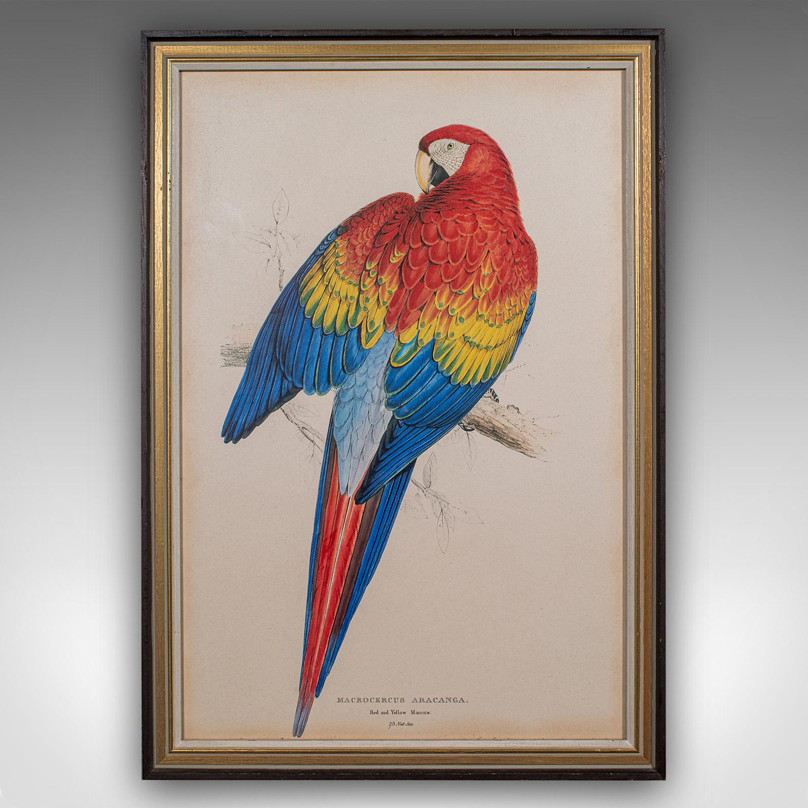 Early 20th Century 4 Antique Exotic Bird Prints, English, Framed Art, Avian Pictures, Edwardian For Sale