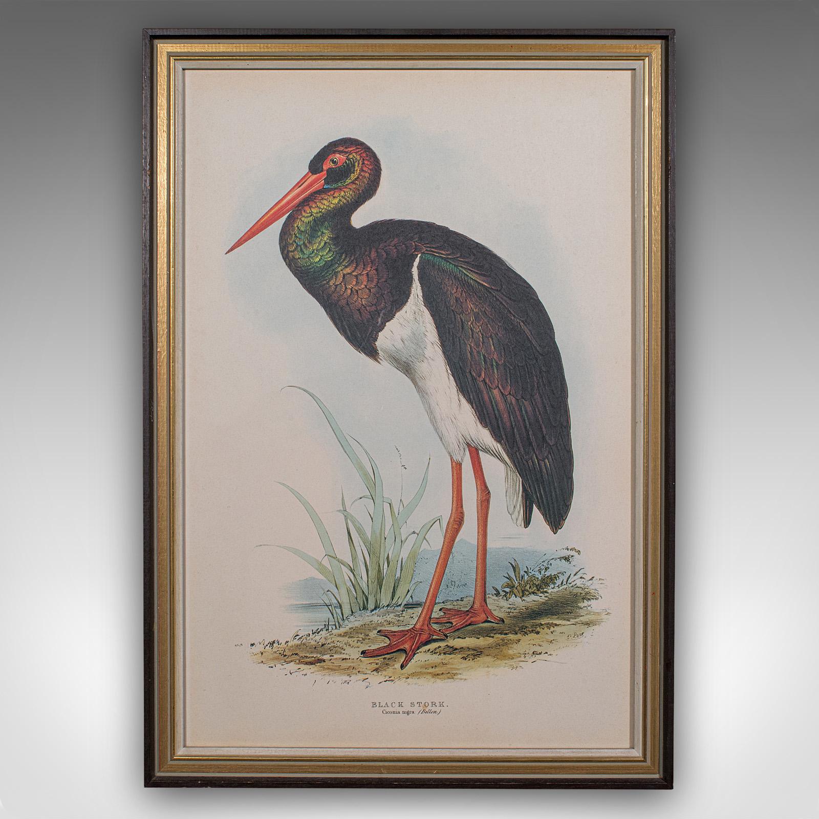 Glass 4 Antique Exotic Bird Prints, English, Framed Art, Avian Pictures, Edwardian For Sale