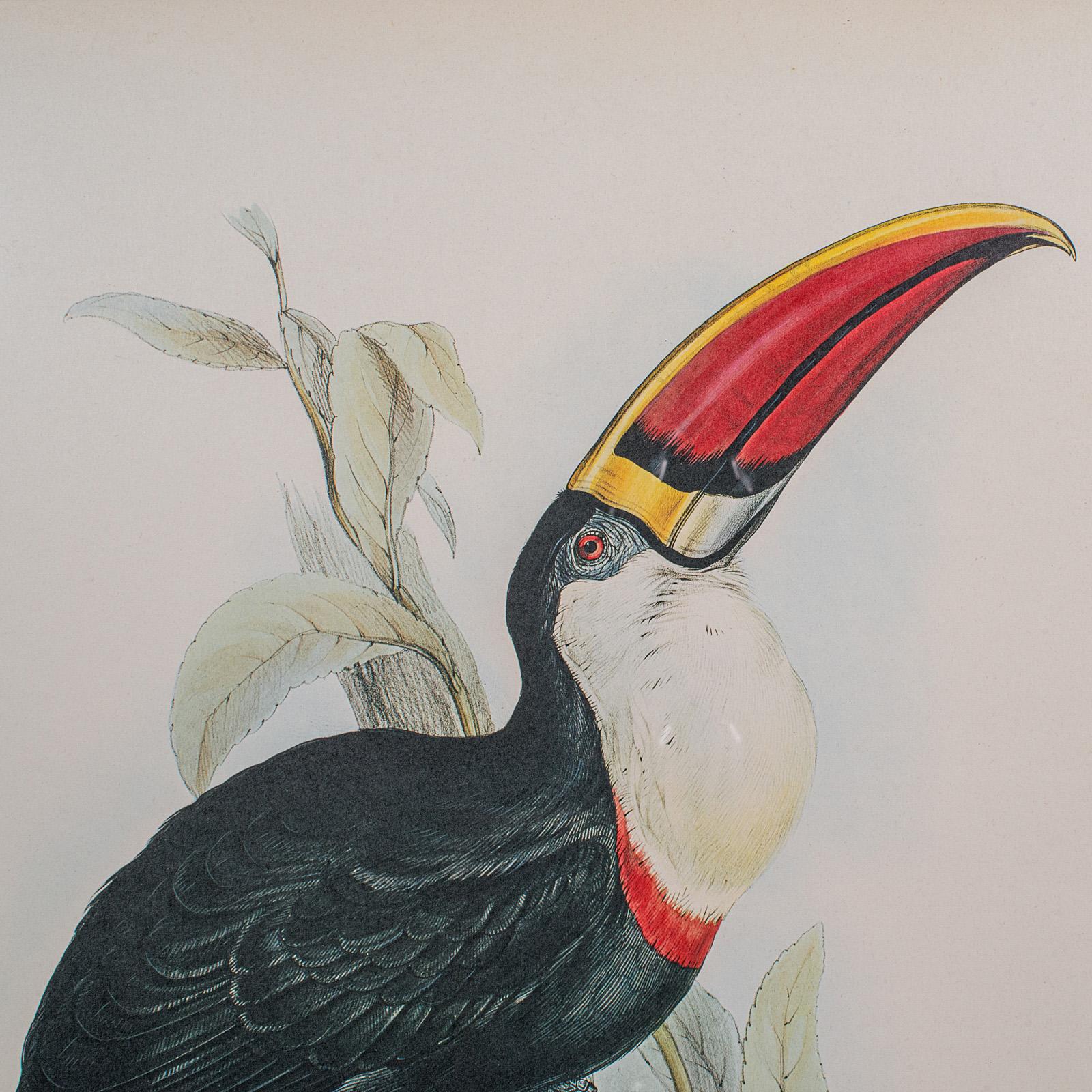 4 Antique Exotic Bird Prints, English, Framed Art, Avian Pictures, Edwardian For Sale 1