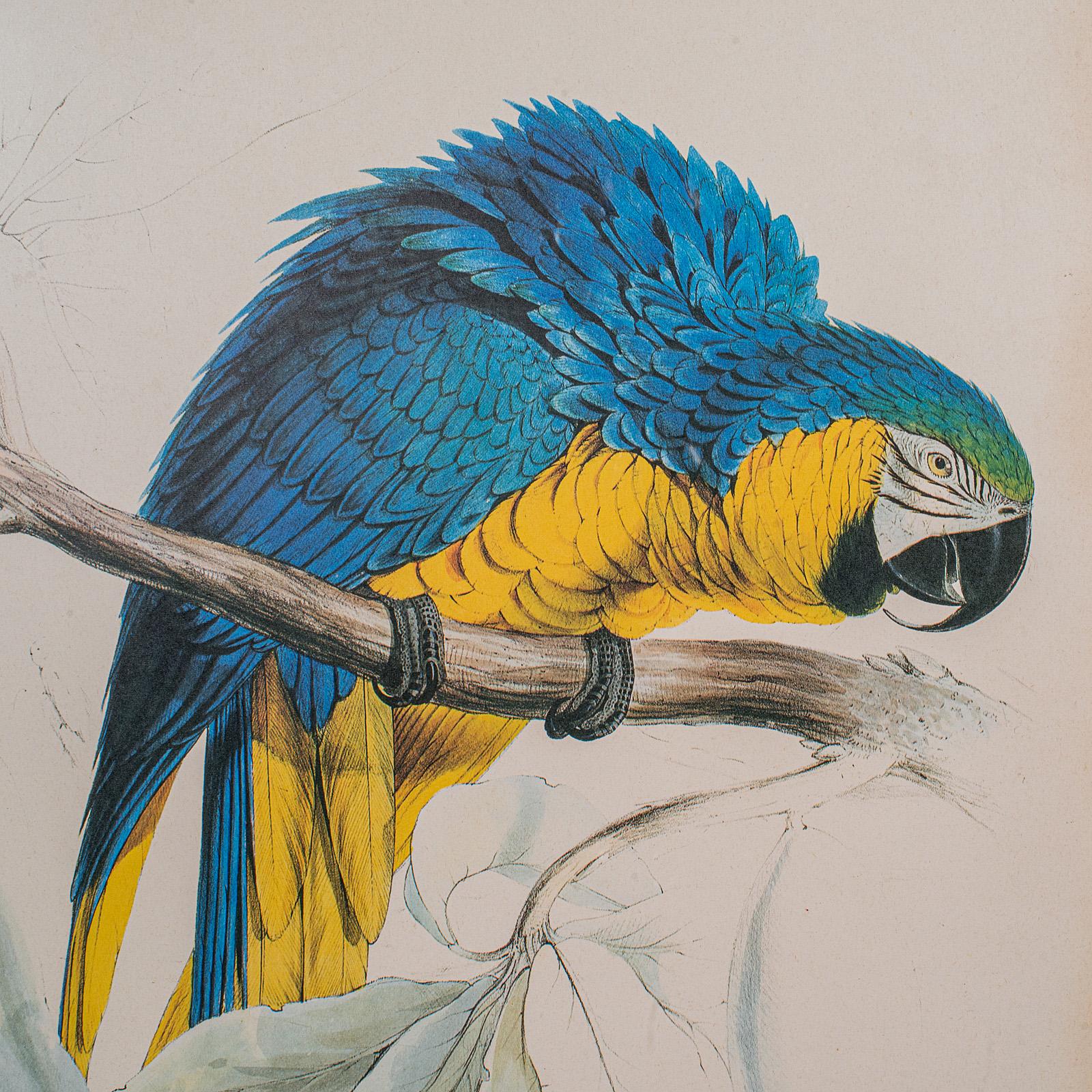 4 Antique Exotic Bird Prints, English, Framed Art, Avian Pictures, Edwardian For Sale 2