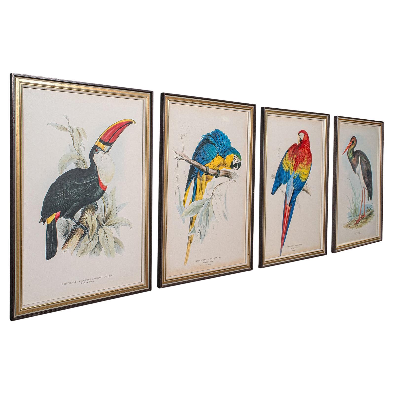 4 Antique Exotic Bird Prints, English, Framed Art, Avian Pictures, Edwardian