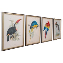 4 Grabados Antiguos de Aves Exóticas, Inglés, Arte Enmarcado, Cuadros Aviares, Eduardiano