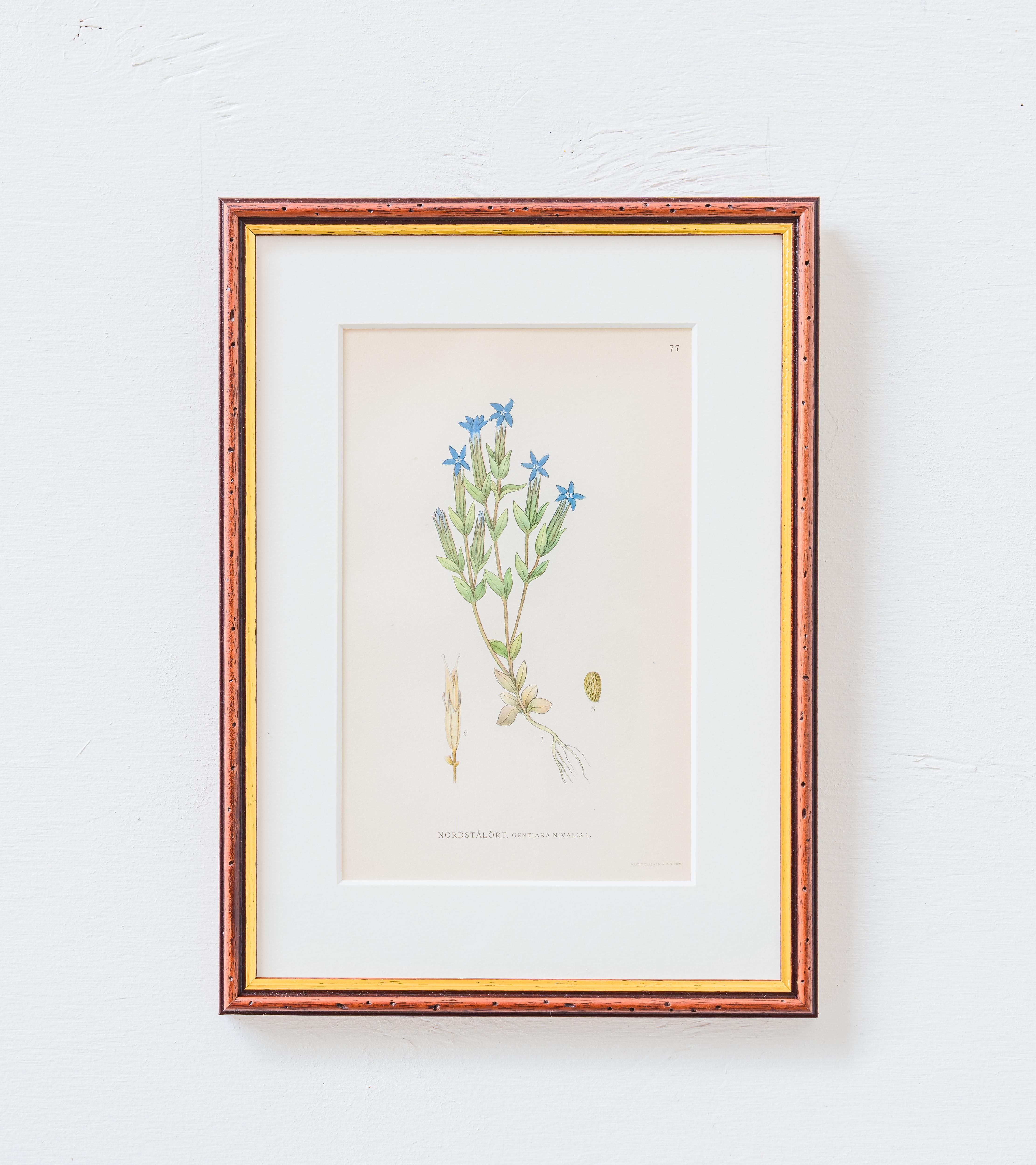 Handkolorierte botanische Illustrationen aus 'Bilder ur Nordens Flora' von C. A. Lindman. Die gleichen Illustrationen wurden in dem berühmten Kabinett 