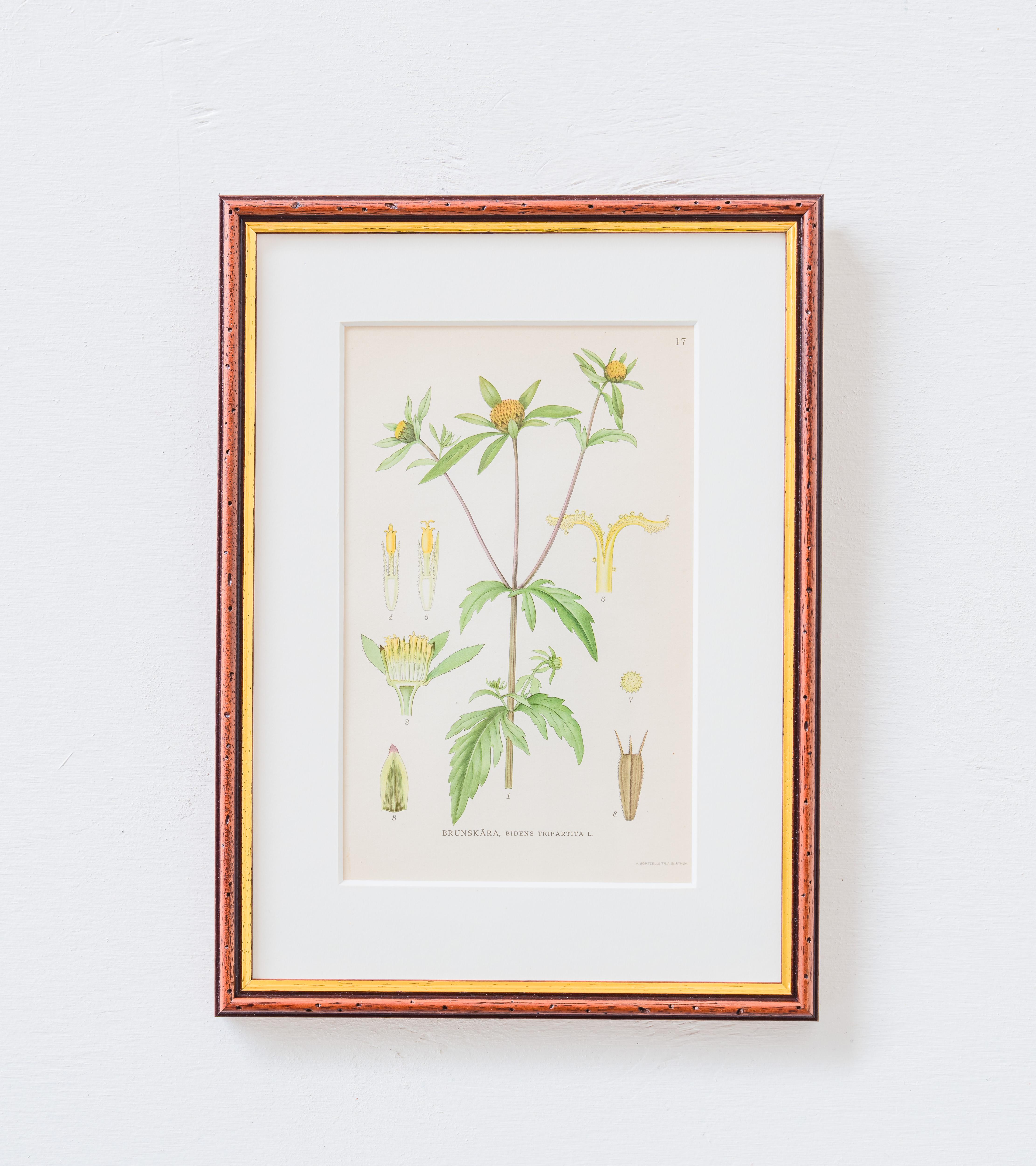 4 botanische Abbildungen aus 'Bilder ur Nordens Flora' von C. A. Lindman. (Art déco) im Angebot
