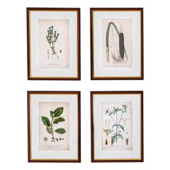 4 botanical illustrations from ‘Bilder ur Nordens Flora’ by C. A. Lindman.