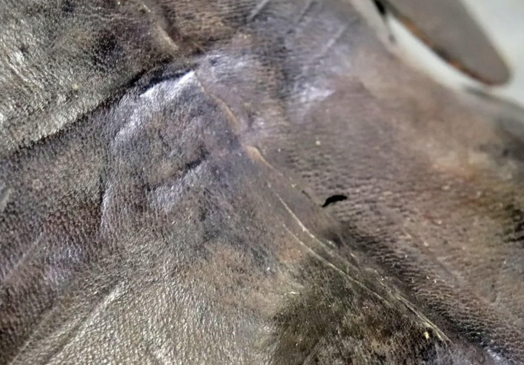 Elefante di 4 piedi avvolto in pelle 5