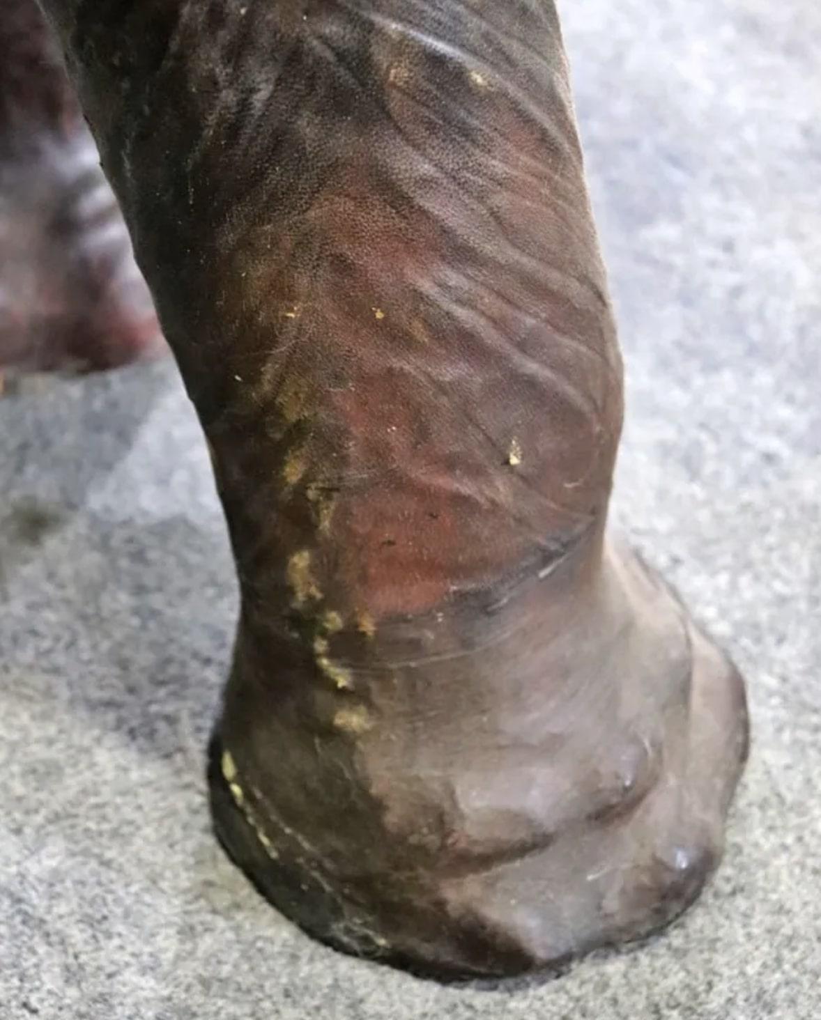Pelle Elefante di 4 piedi avvolto in pelle