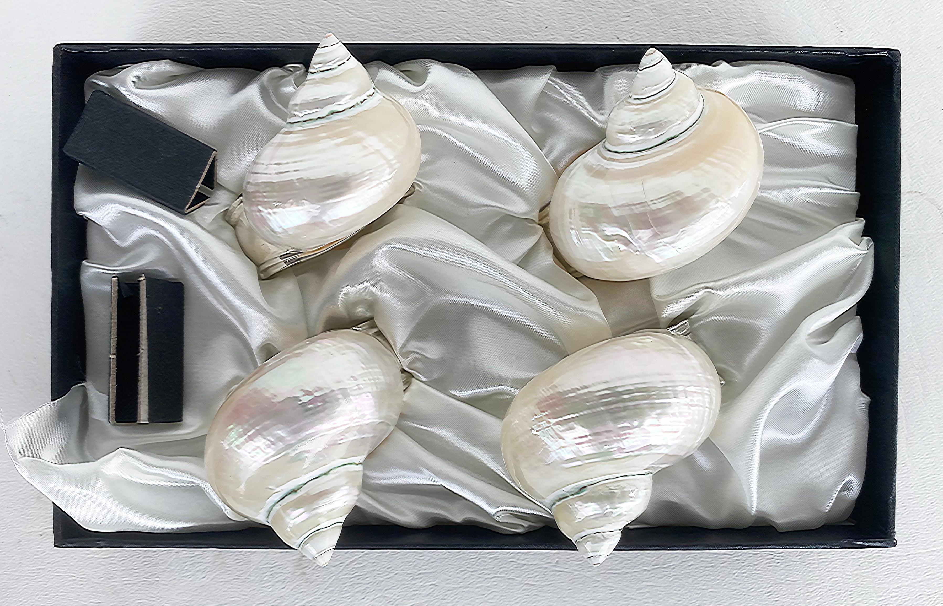 American 4 Hans Turnwald Sea Shell Silverplate Napkin Rings with Original Box
