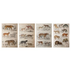 4 Large Original Antique Natural History Prints, Cats, Circa 1835