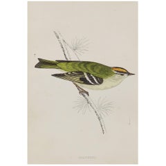4 Original Antique Bird Prints, the Goldcrest etc. circa 1870