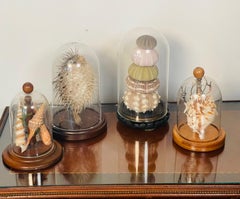 4 S Marine Natural History Specimens Seashells in Domed Clochets