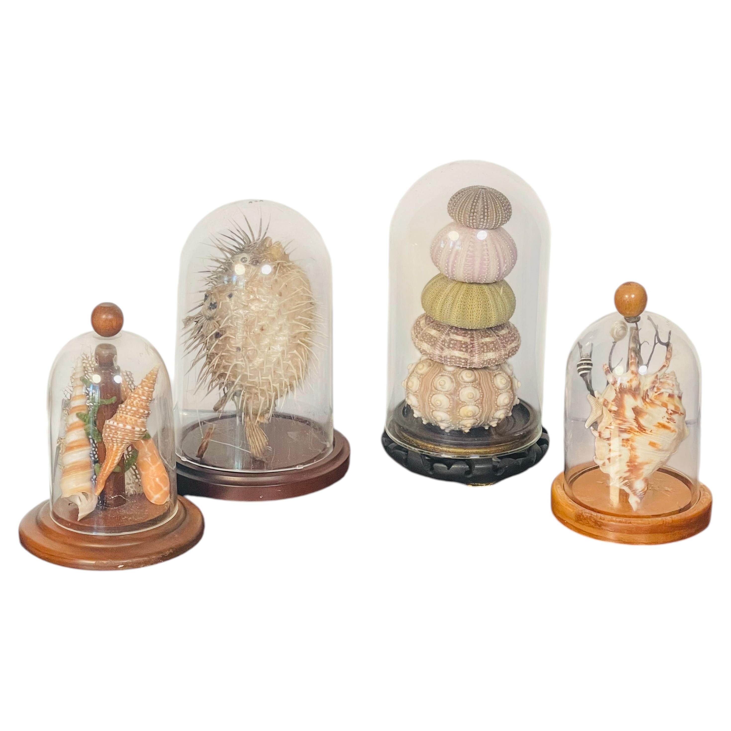 4 S Marine Natural History Specimens Seashells in Domed Clochets