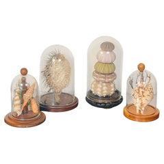 4 S Marine Natural History Specimens Seashells in Domed Clochets