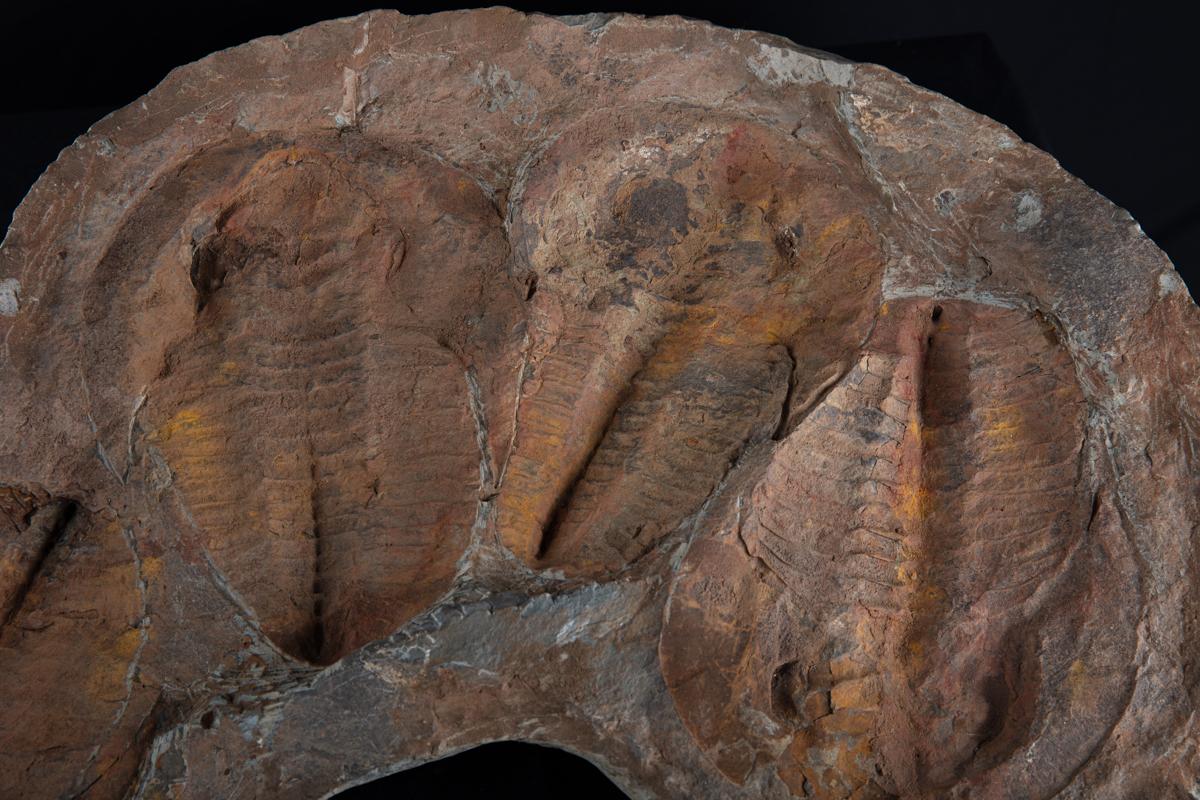 Trilobiten tauchten erstmals im Kambrium (vor etwa 520 Millionen Jahren) auf und verschwanden bei einem großen Aussterbeereignis am Ende des Perm (vor etwa 250 Millionen Jahren).

Wirklich cooles und großes Stück mit Positivem und Negativem.