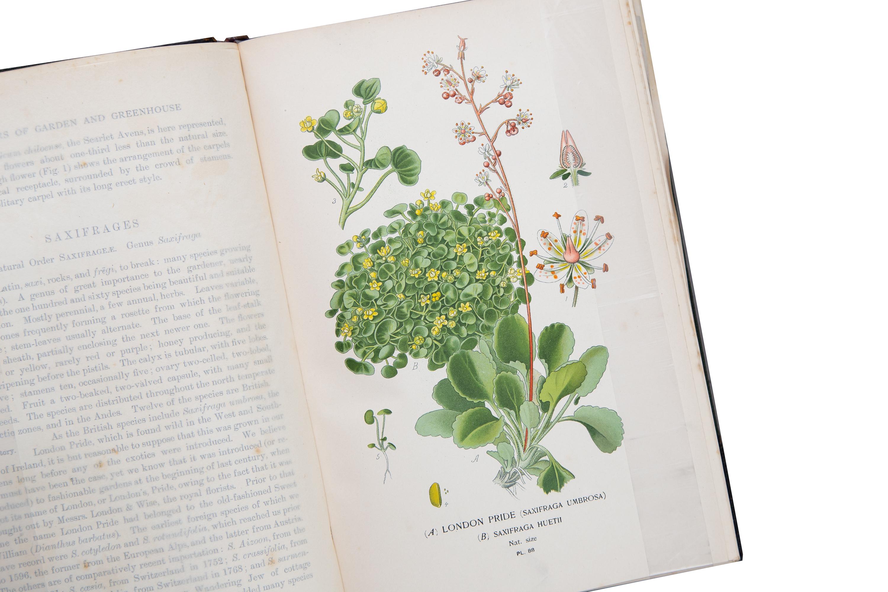 4 Volumes, Edward Step and William Watson, Favorite Flowers of Garden and GH In Good Condition In New York, NY