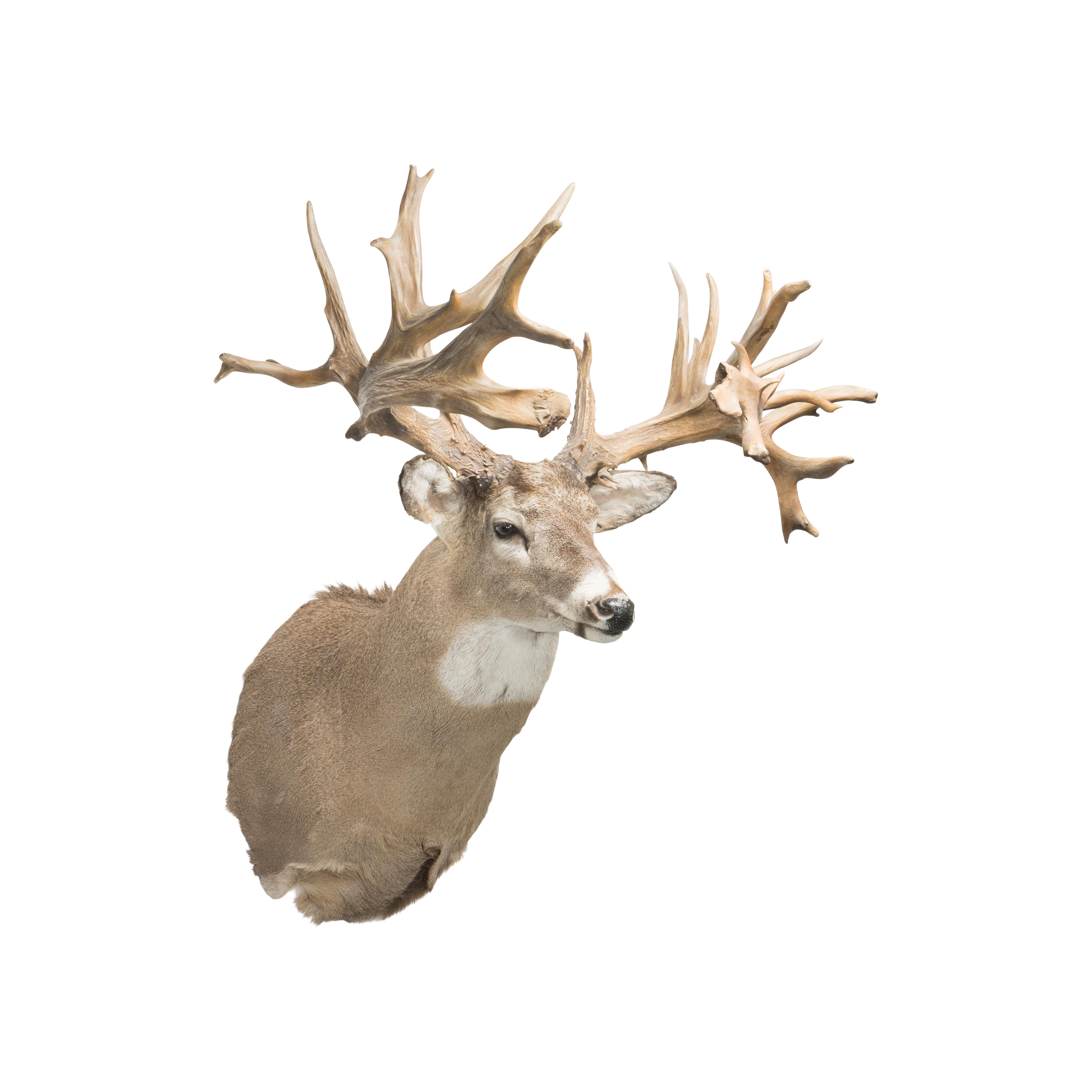 how much is a deer mount