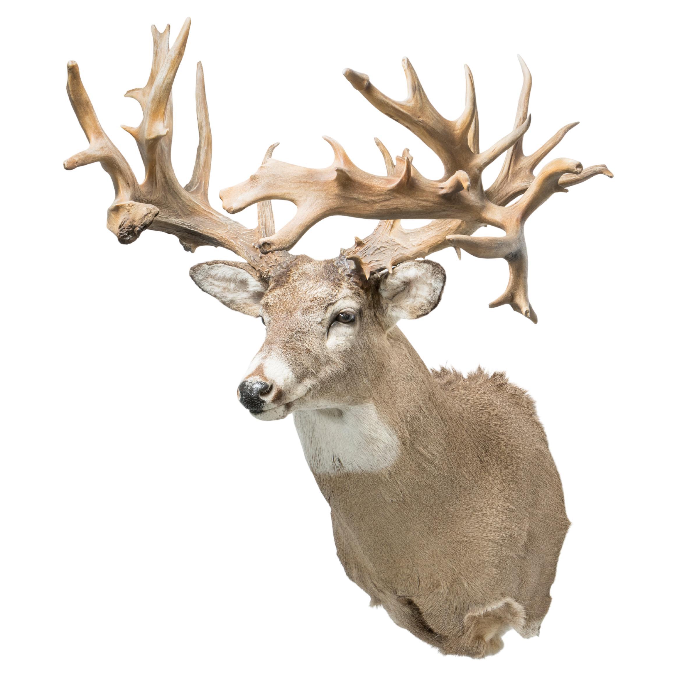 40 Point Whitetail Deer Shoulder Mount For Sale