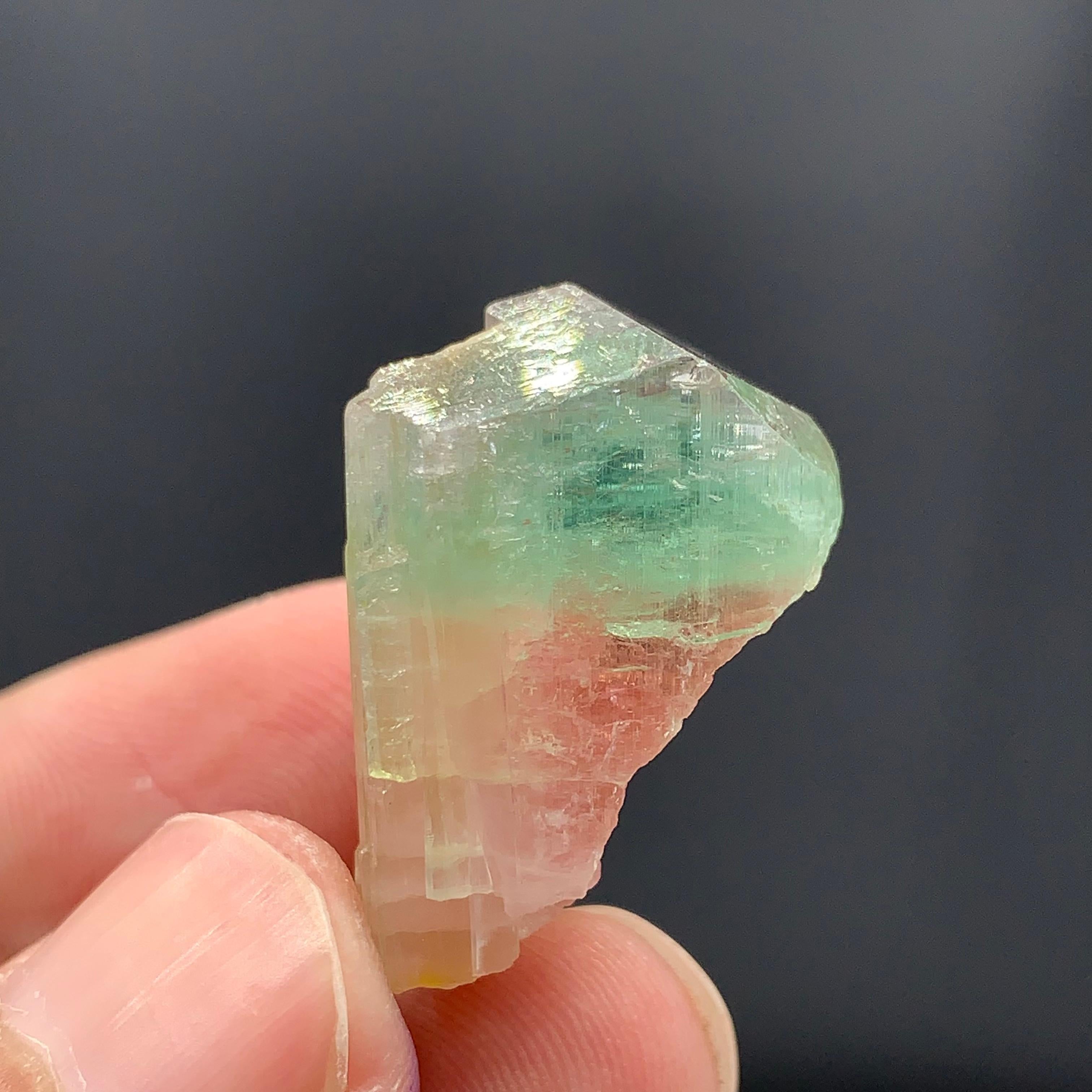 Altro 43,15 carati, affascinante esemplare di tormalina bicolore dall'Afghanistan in vendita