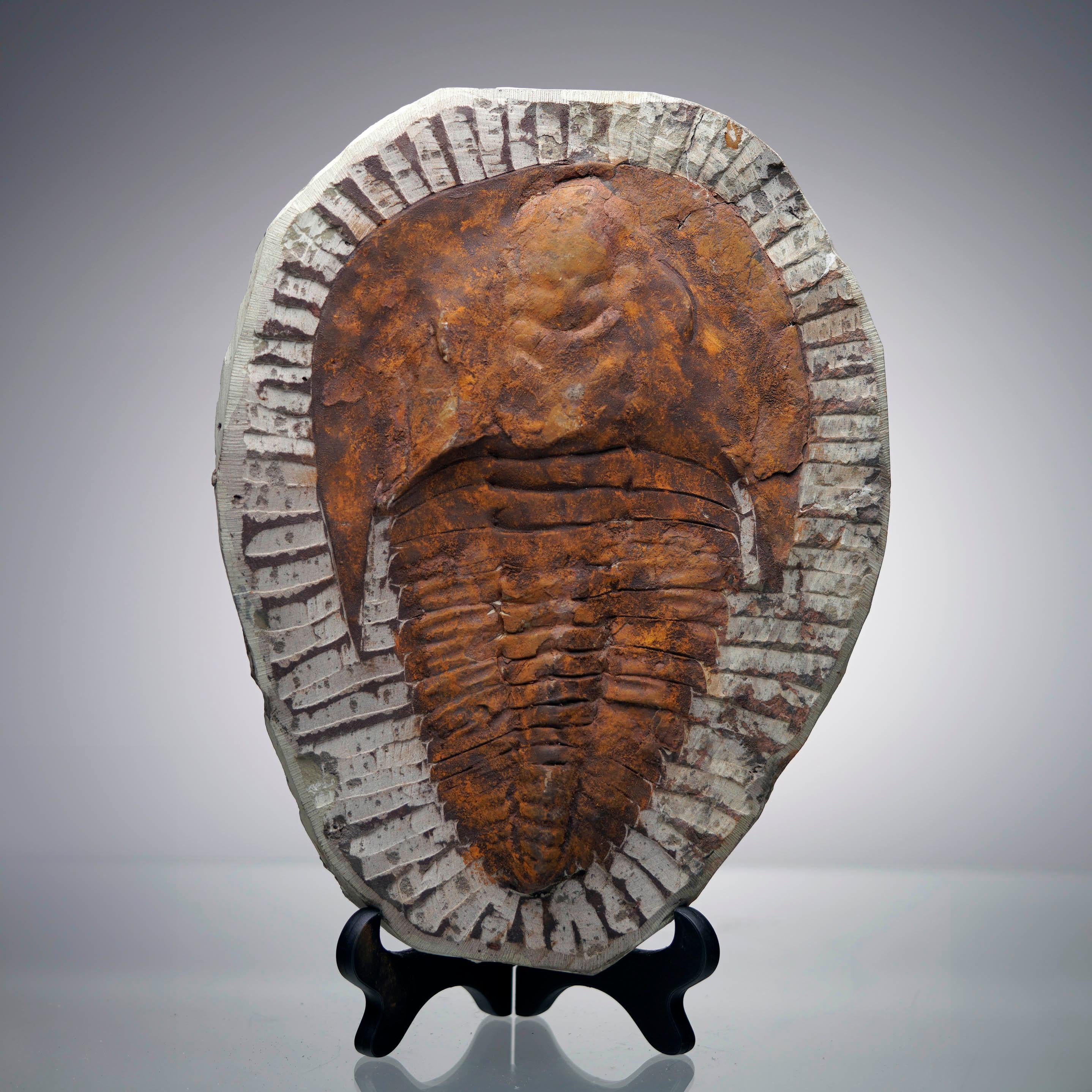 Step back over half a billion years with this Paradoxides trilobite fossil from the Middle Cambrian Epoch. Impressive in both size and presence, this specimen showcases the genus’s iconic broad cephalon and elongated thoracic segments – which