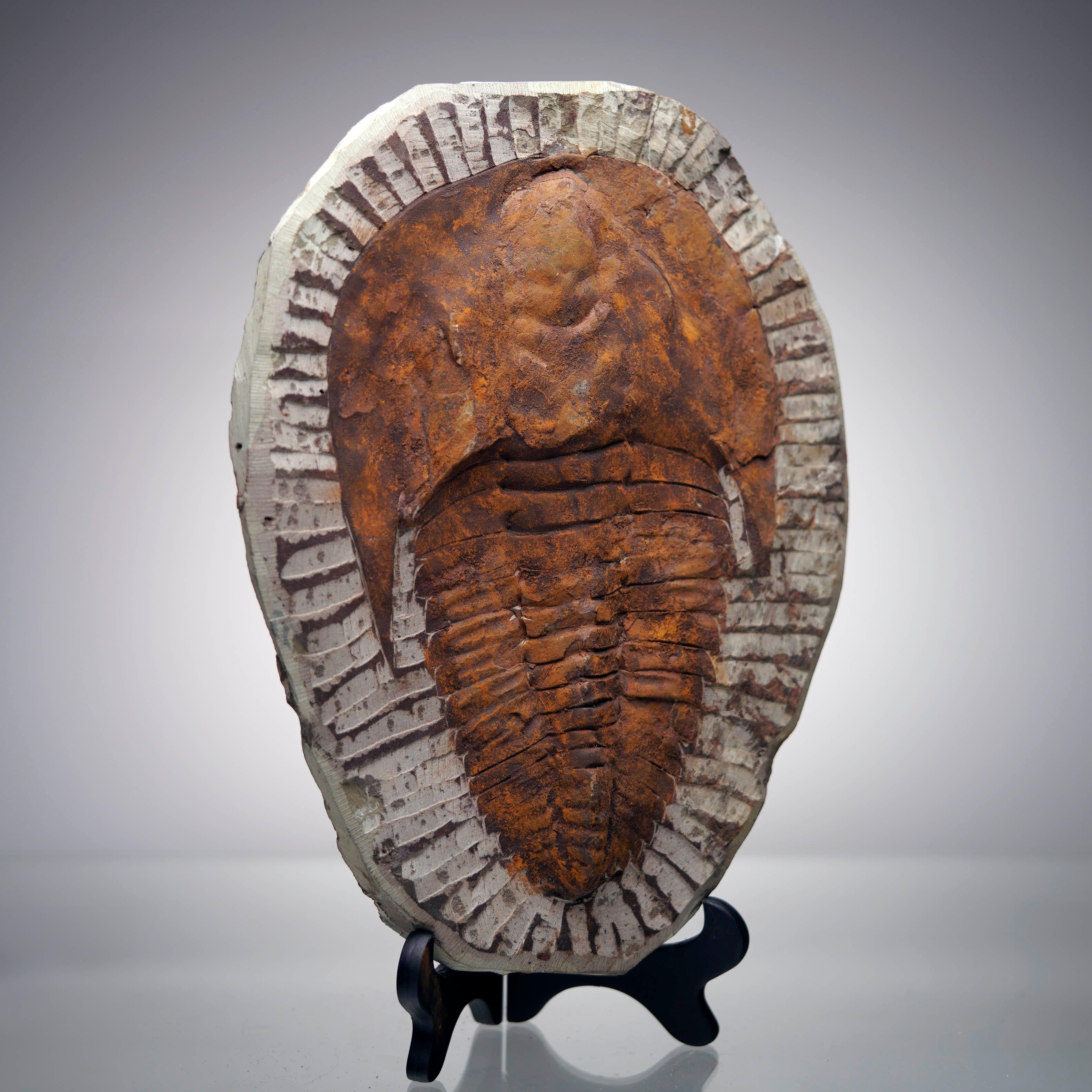 Moroccan 4.4 Lb. Paradoxides Trilobite Fossil – 510 Million Years Old For Sale