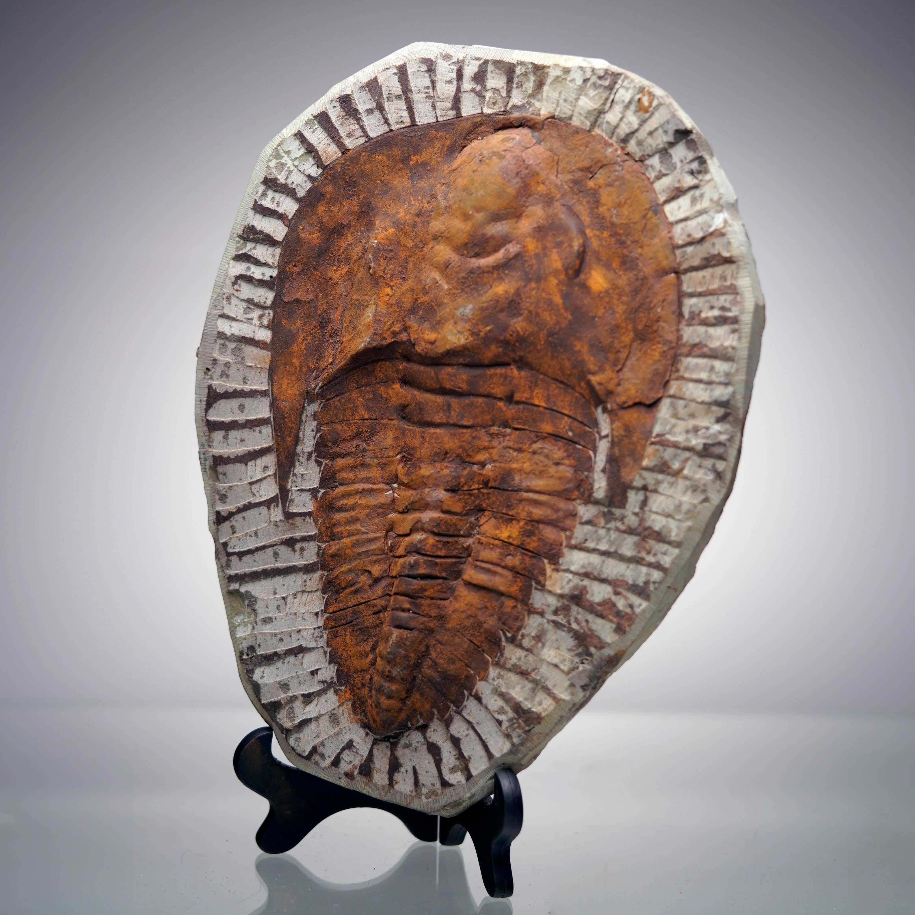 4.4 Lb. Paradoxides Trilobite Fossil – 510 Million Years Old In Excellent Condition For Sale In New York, NY