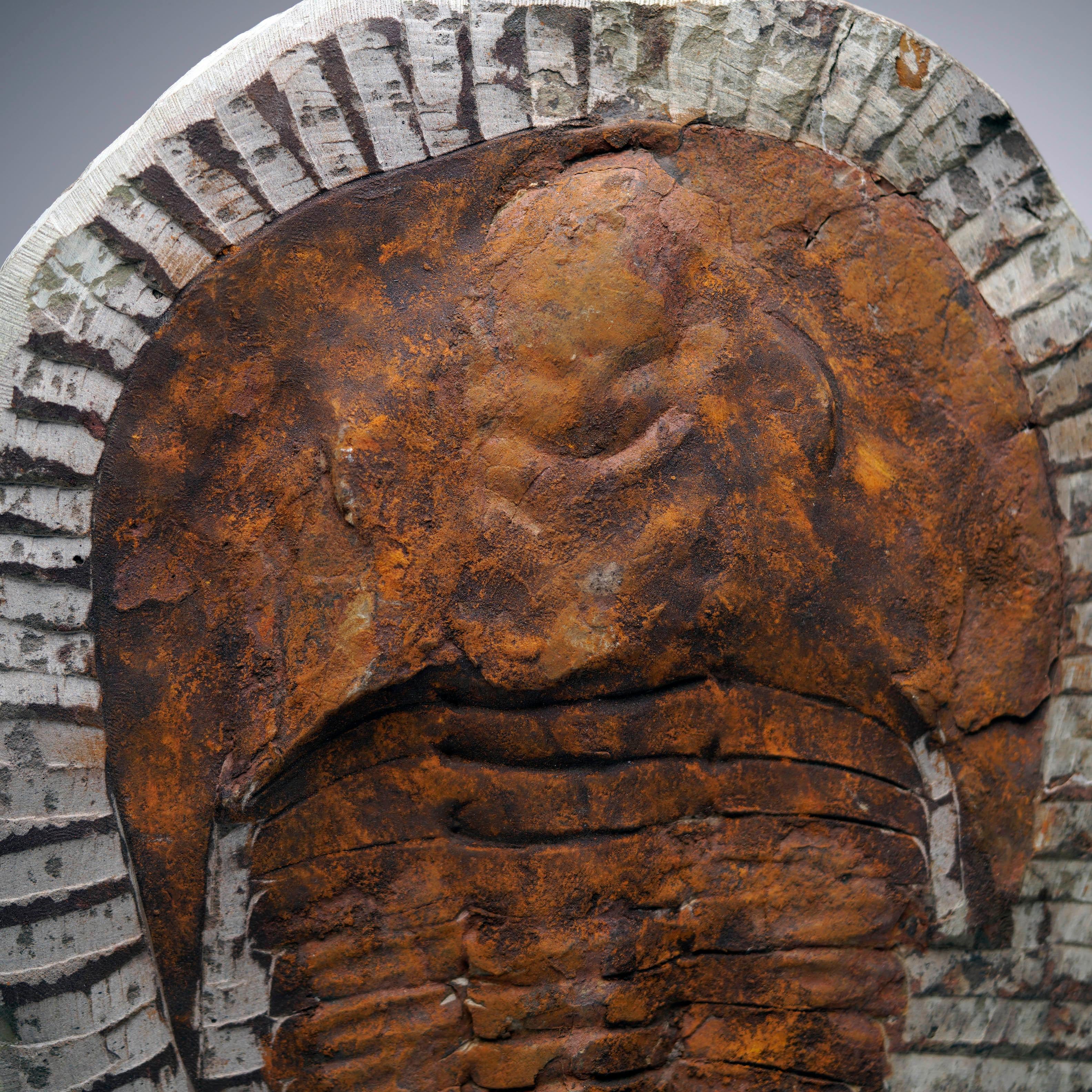 18th Century and Earlier 4.4 Lb. Paradoxides Trilobite Fossil – 510 Million Years Old For Sale