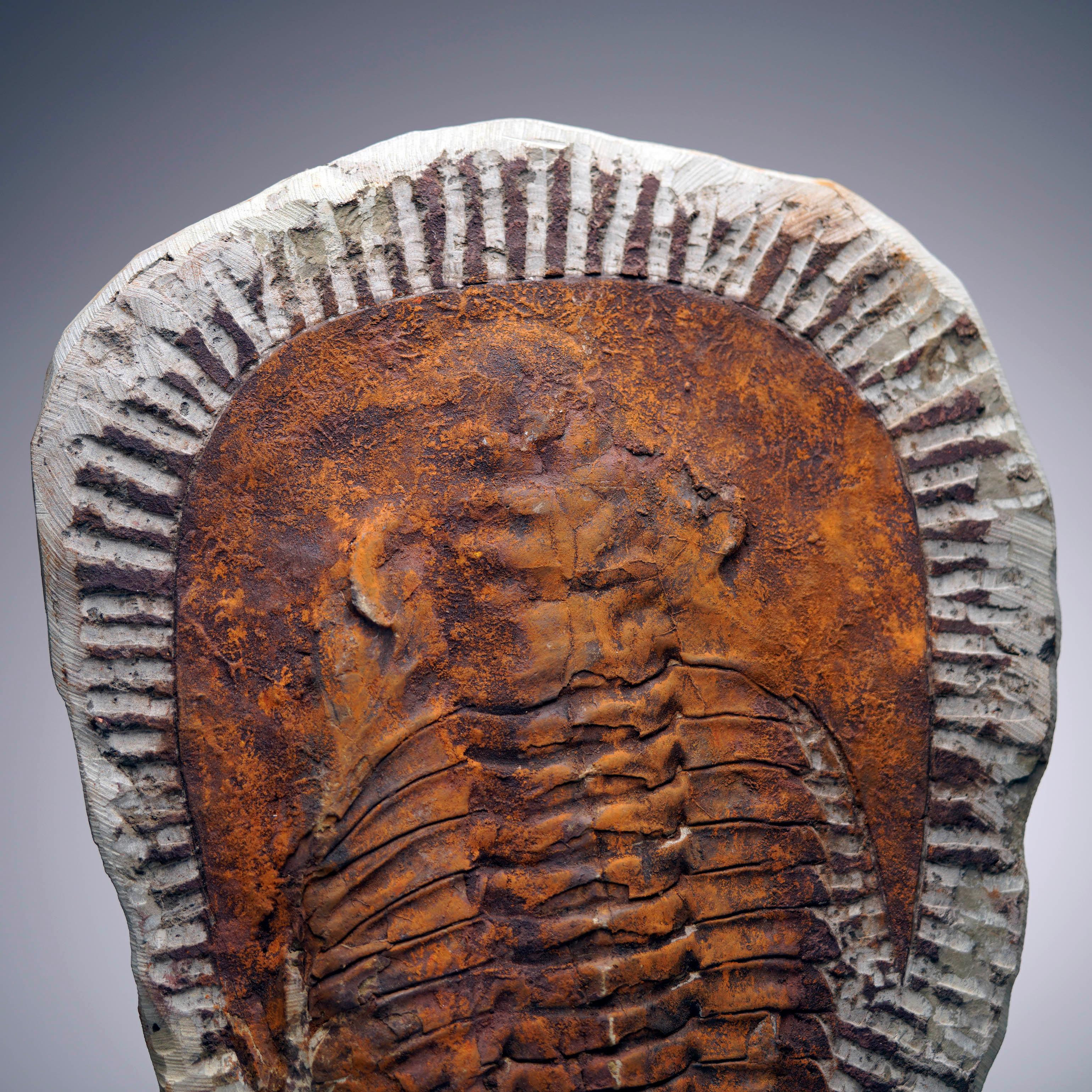 Other 4.4 Lb. Paradoxides Trilobite Fossil – 510 Million Years Old For Sale