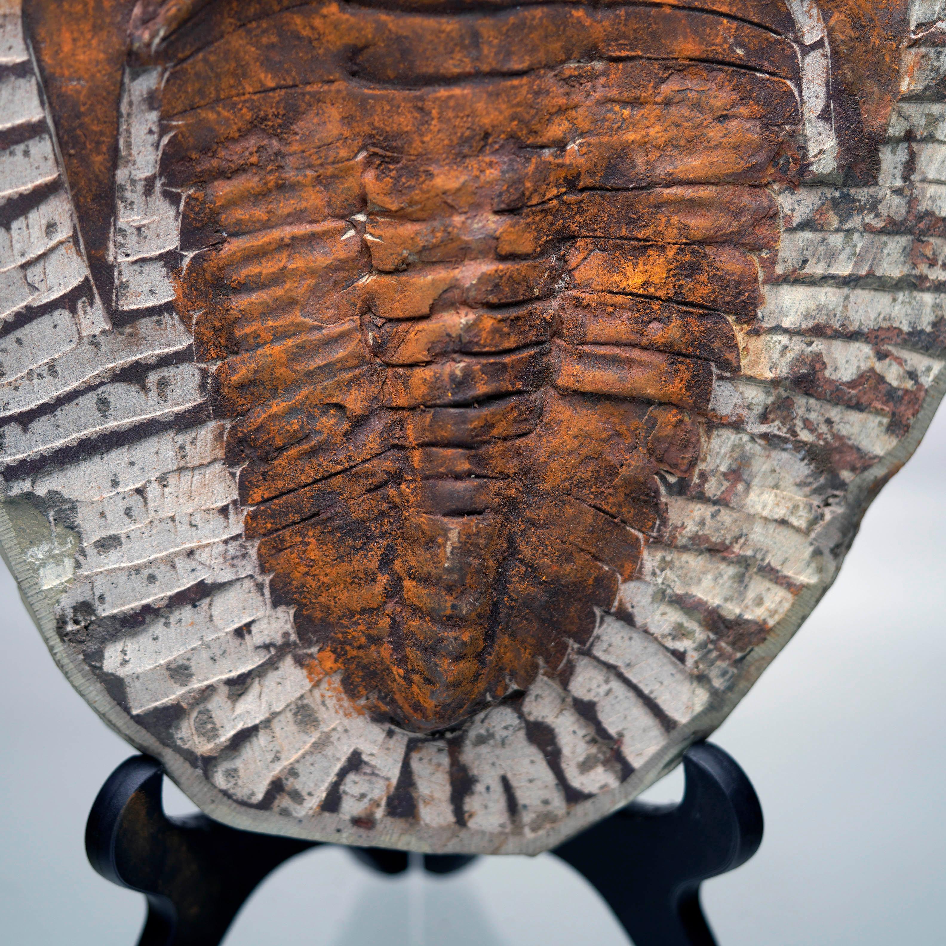 4.4 Lb. Paradoxides Trilobite Fossil – 510 Million Years Old For Sale 1