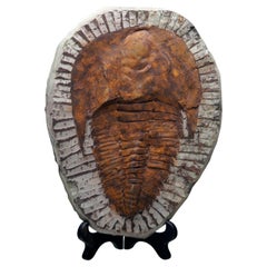 4,4 Lb. Fósil de trilobites Paradoxides - 510 millones de años