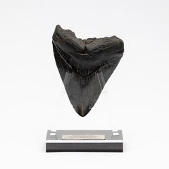 Fossil Megalodon "The Monster Shark" Tooth in Acrylic Custom Stand