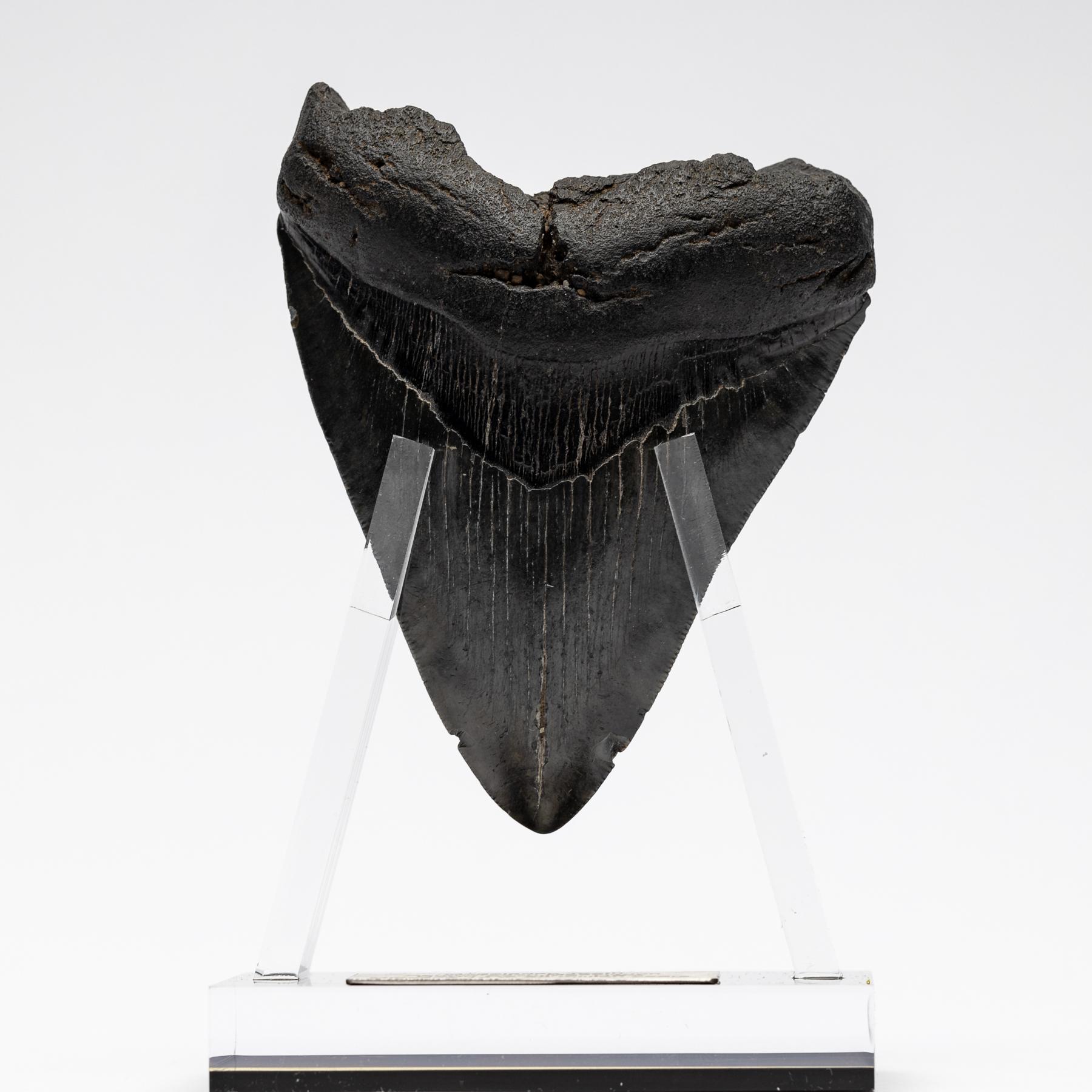 Mexican Fossil Megalodon 