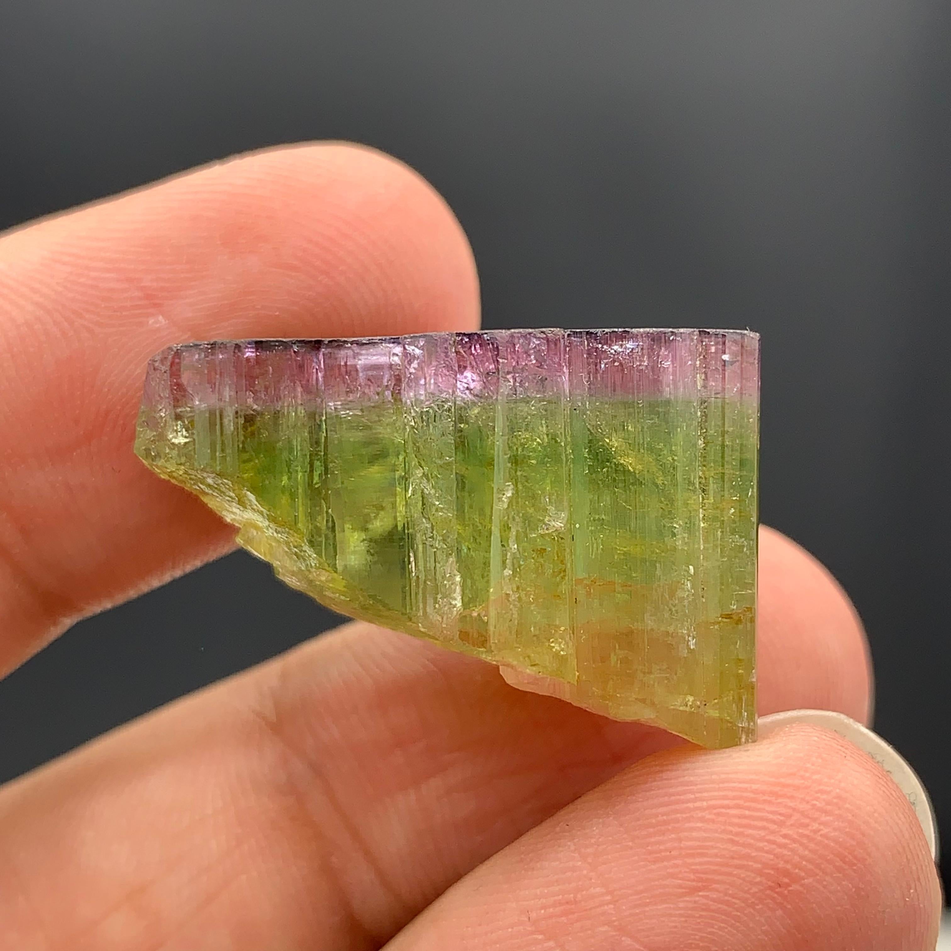 46.90 Carat Elegant Tri Color Tourmaline Crystal From Paprook, Afghanistan  For Sale 9