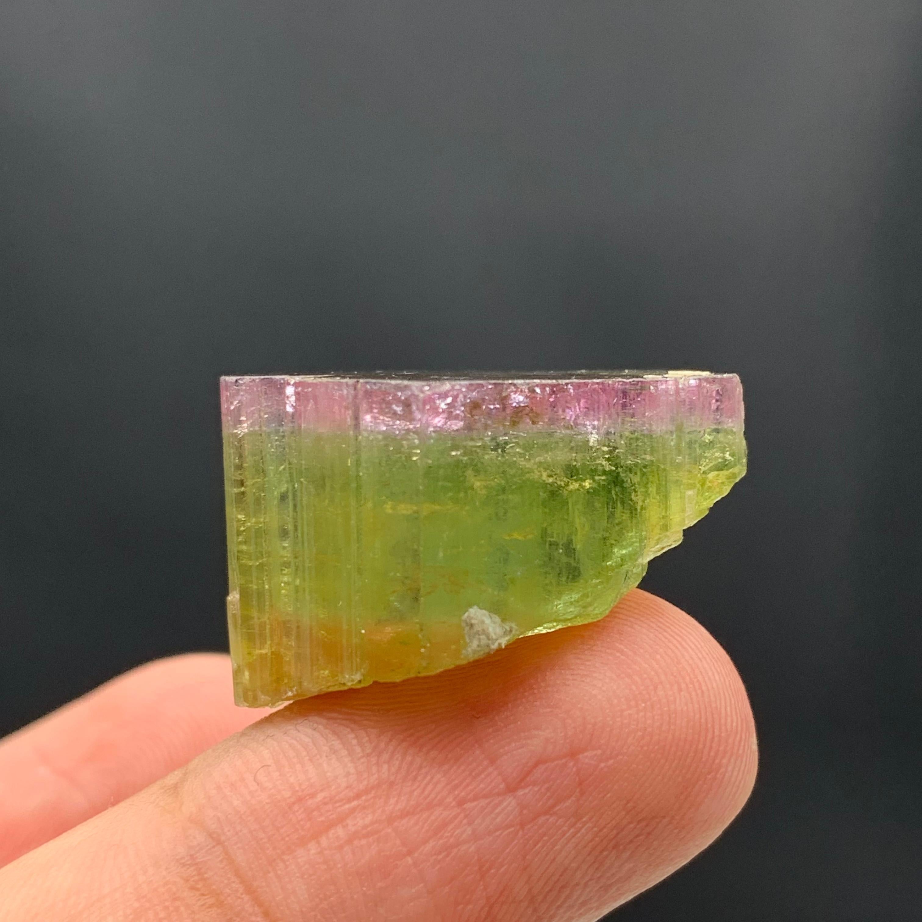 46.90 Carat Elegant Tri Color Tourmaline Crystal From Paprook, Afghanistan  In Good Condition For Sale In Peshawar, PK